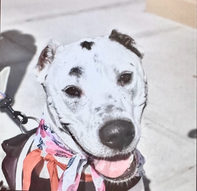 Enlarge Bear, a Adoptable Mixed Breed image 8/12