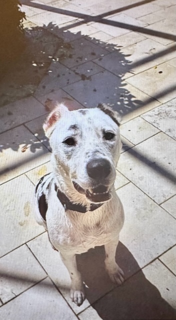 Enlarge Bear, a Adoptable Mixed Breed image 11/12