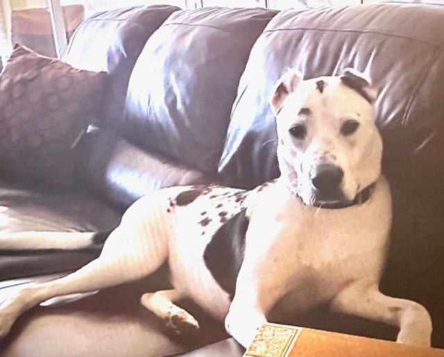 Enlarge Bear, a Adoptable Mixed Breed image 12/12