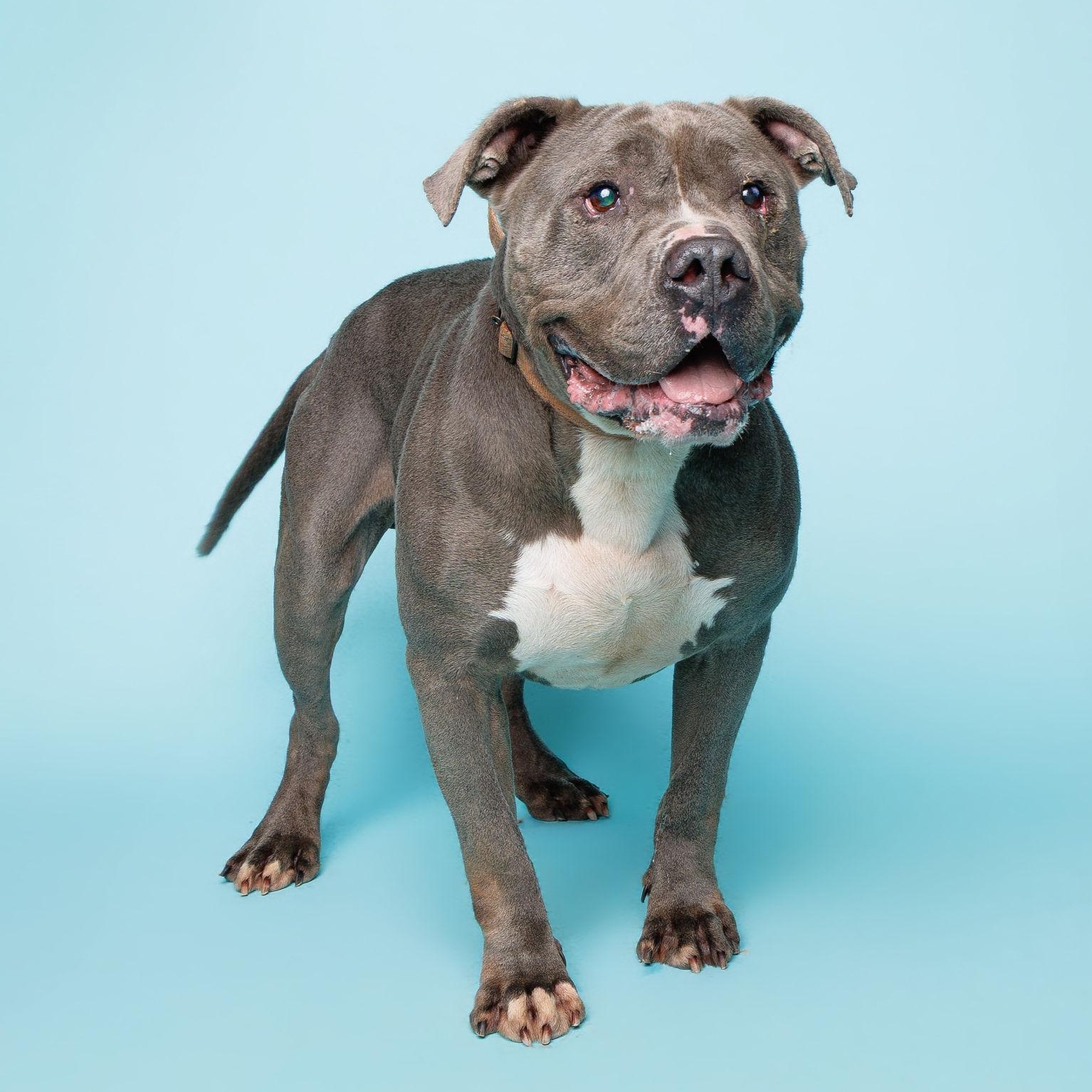 Ord, ADOPTABLE, Adult Male American Bully.