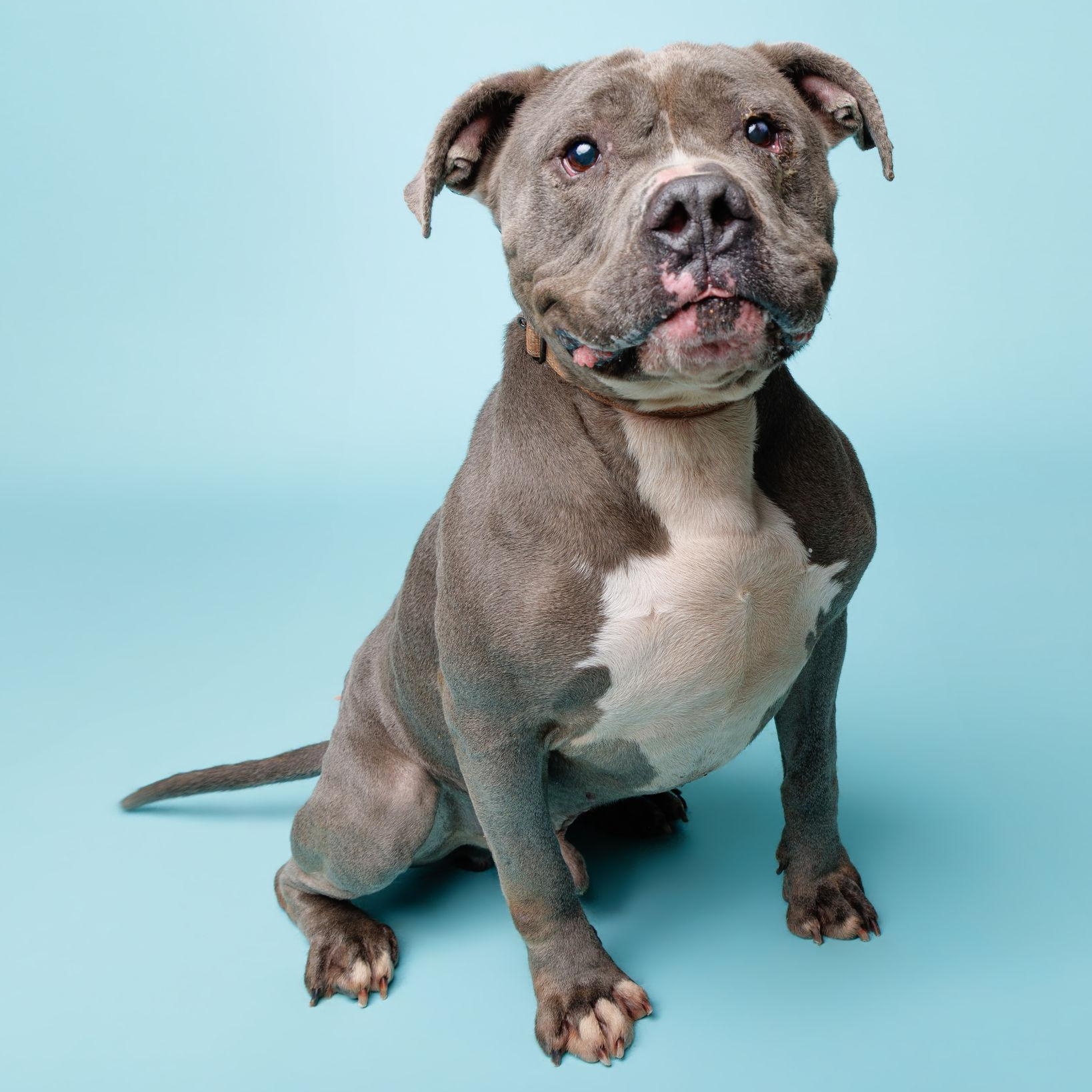 Enlarge Ord, a ADOPTABLE mixed breed in Waterloo, IA image 2/6
