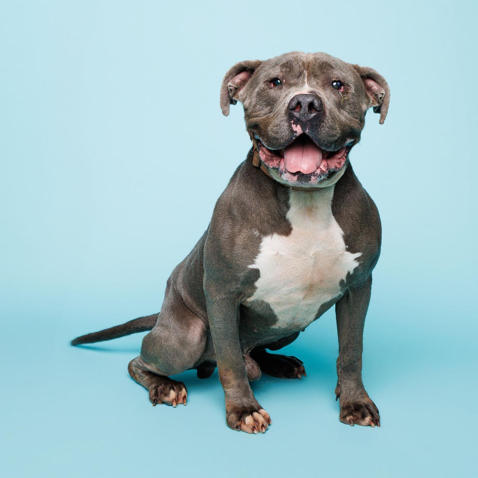 Enlarge Ord, a ADOPTABLE mixed breed in Waterloo, IA image 3/6
