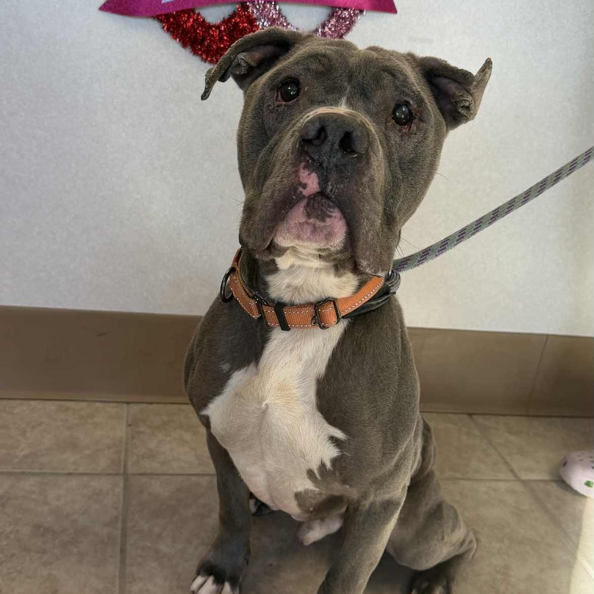 Ord, a ADOPTABLE mixed breed in Waterloo, IA image 4/6
