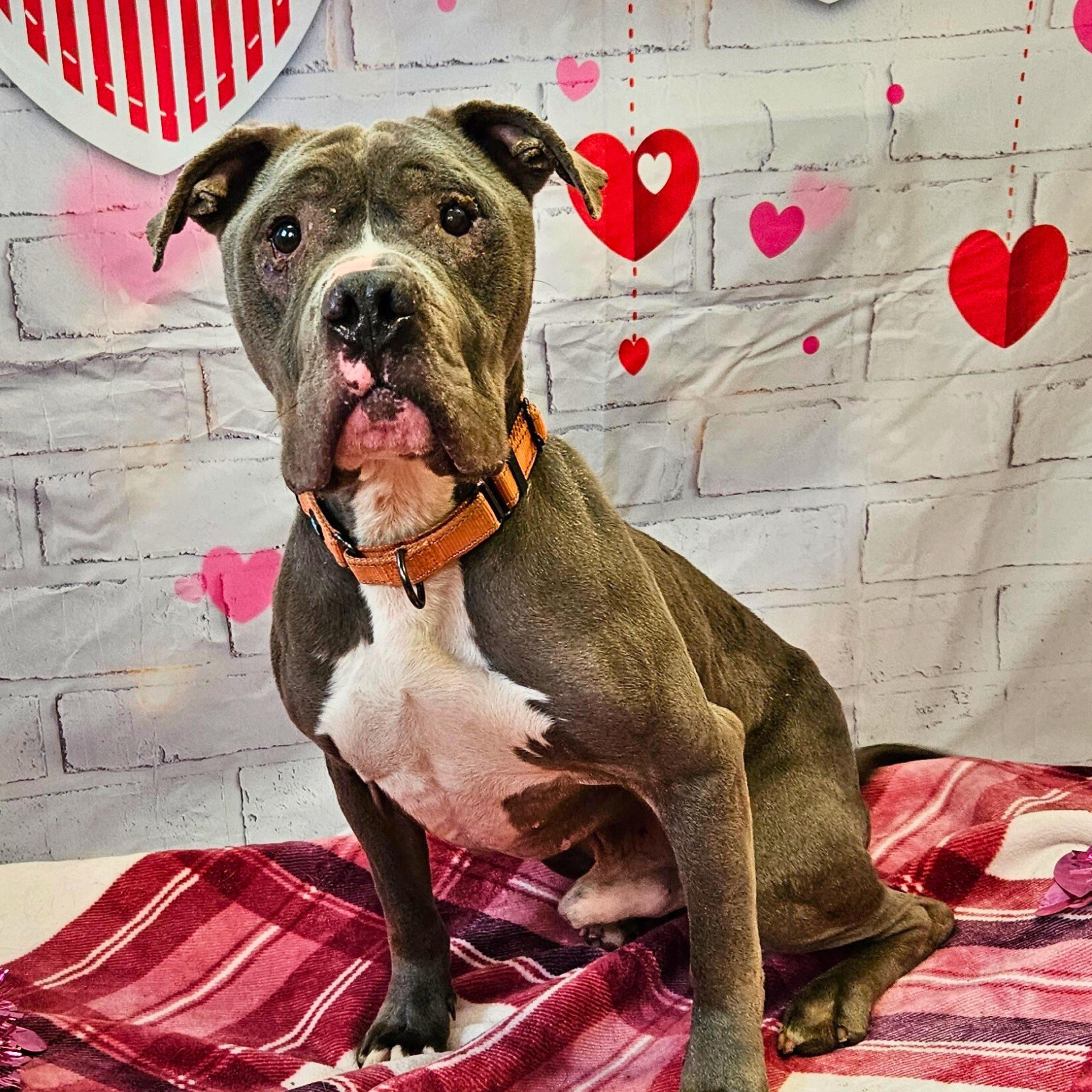 Ord, a ADOPTABLE mixed breed in Waterloo, IA image 2/6