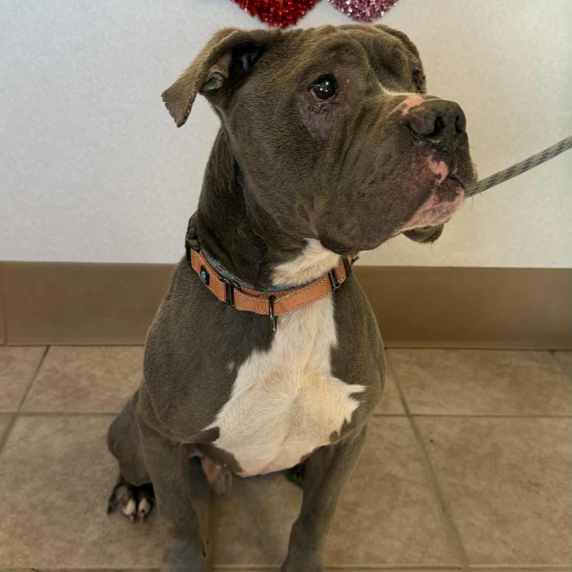 Ord, a ADOPTABLE mixed breed in Waterloo, IA image 5/6