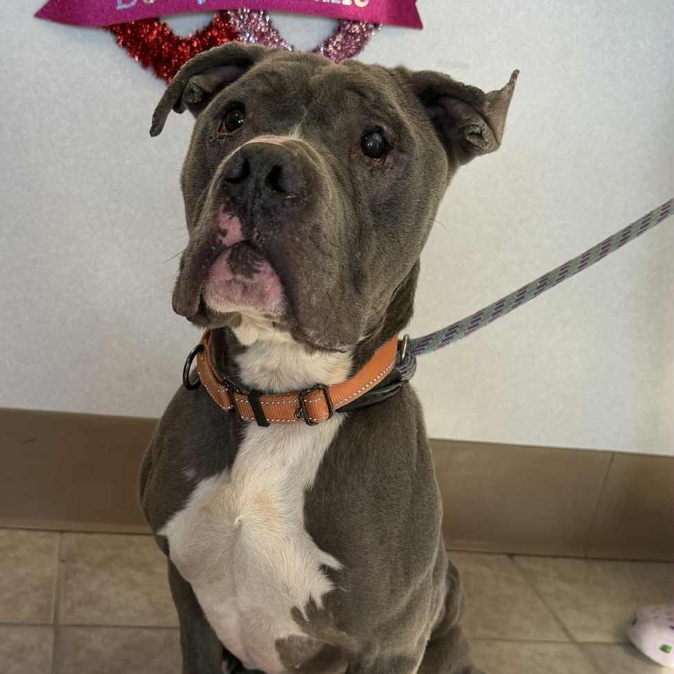 Ord, a ADOPTABLE mixed breed in Waterloo, IA image 1/6