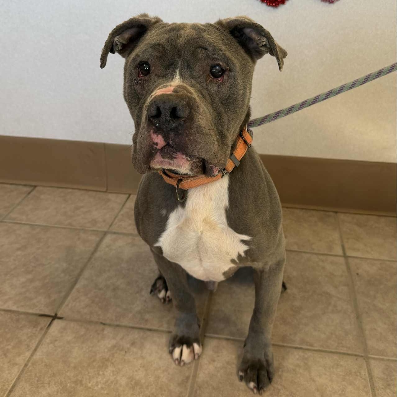 Ord, a ADOPTABLE mixed breed in Waterloo, IA image 6/6