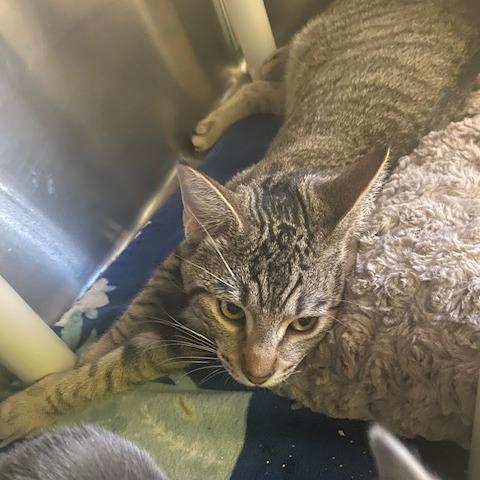 Tigger, Adoptable, Young Male Domestic Short Hair.