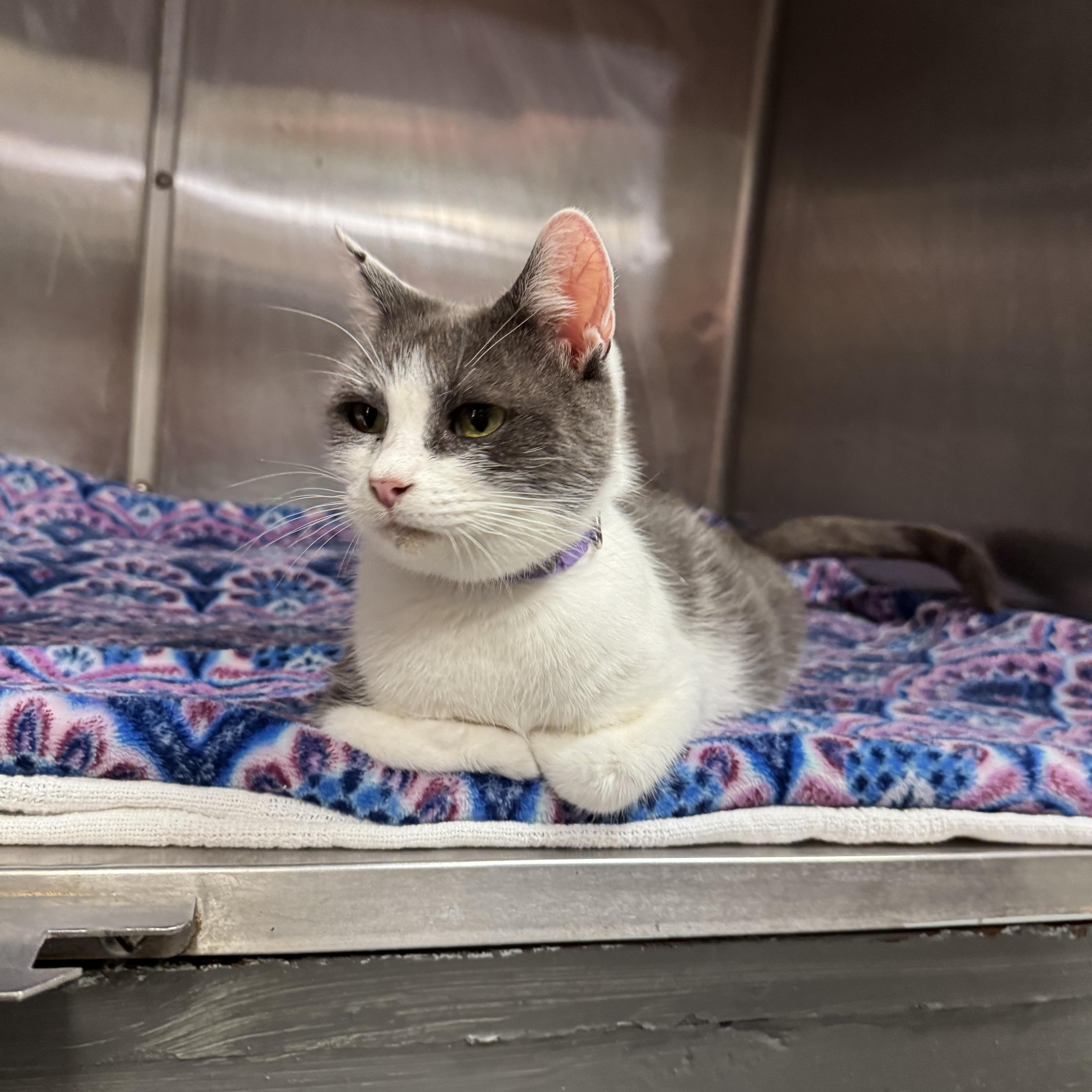 Mama Noodle (Coming Soon...), a Adoptable Domestic Short Hair in Acworth, GA image 6/6