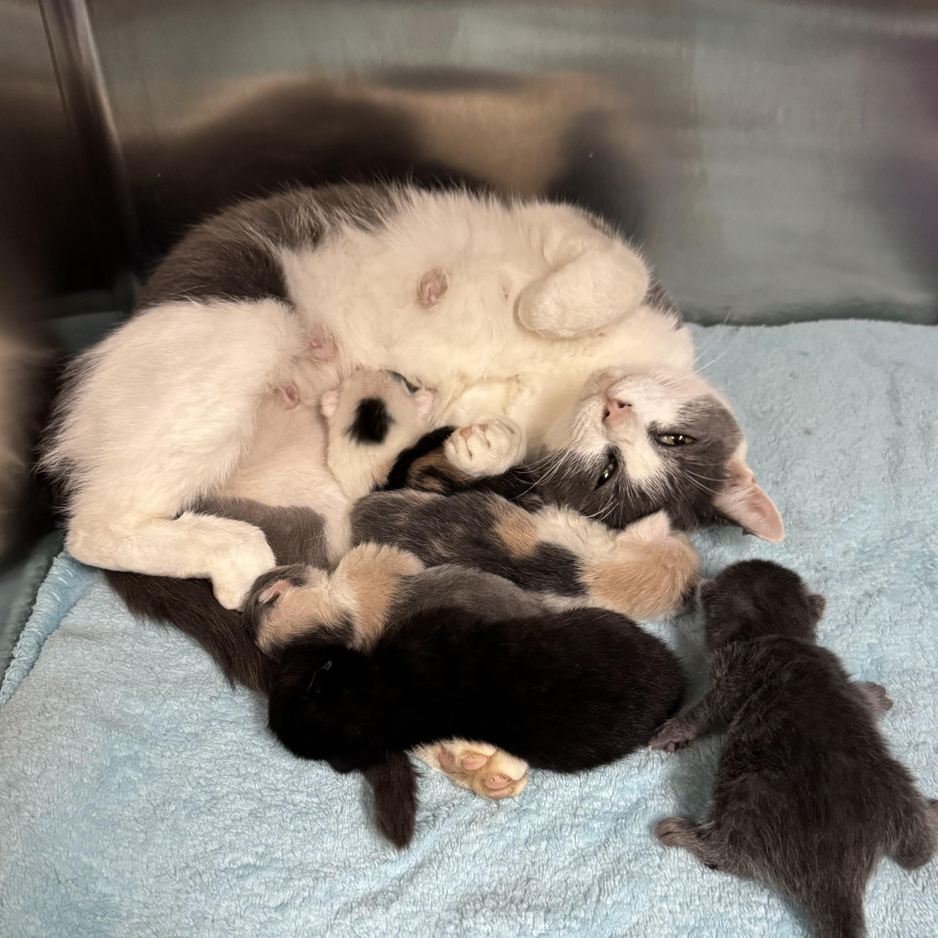 Mama Noodle (Coming Soon...), Adoptable, Young Female Domestic Short Hair.