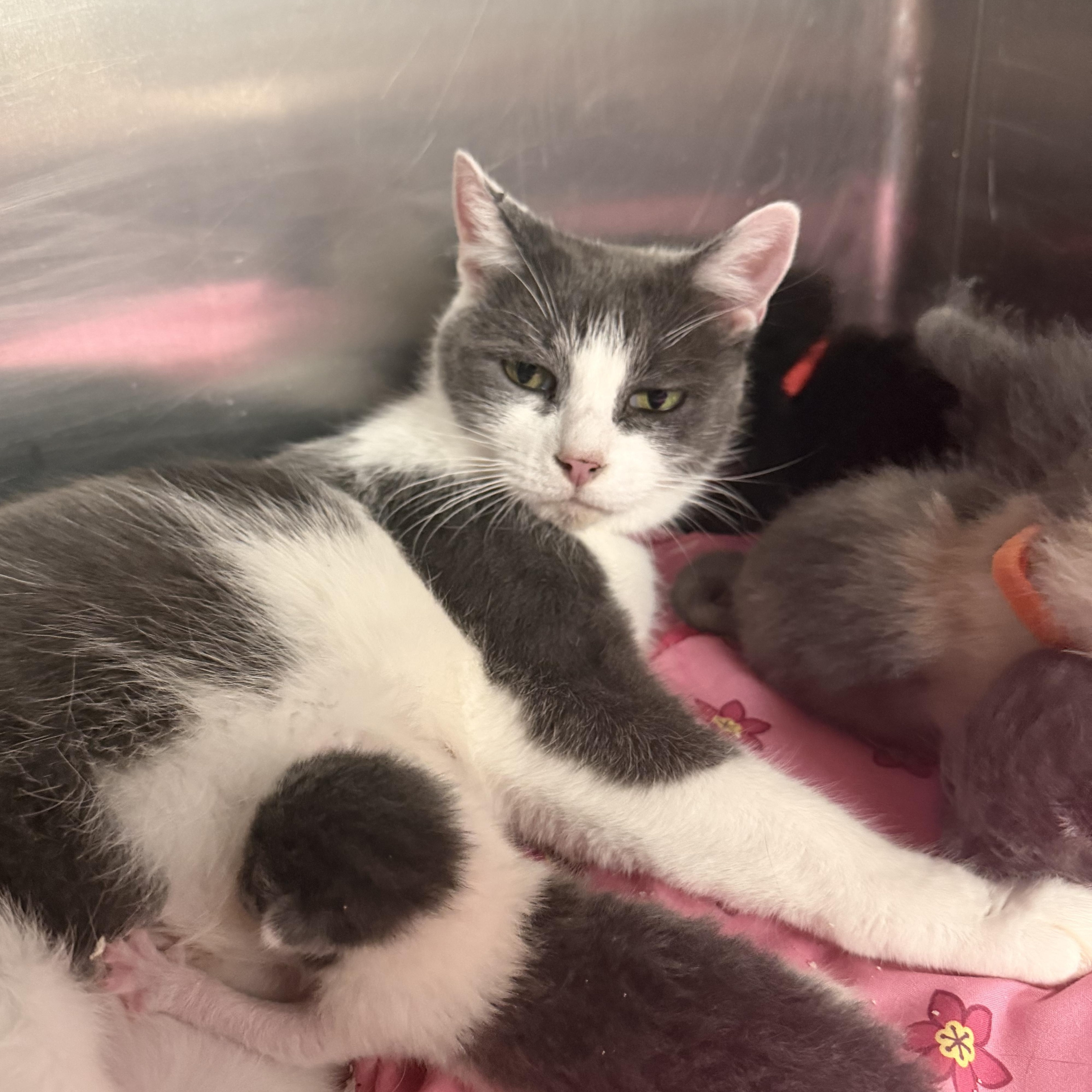 Mama Noodle (Coming Soon...), a Adoptable Domestic Short Hair in Acworth, GA image 3/6