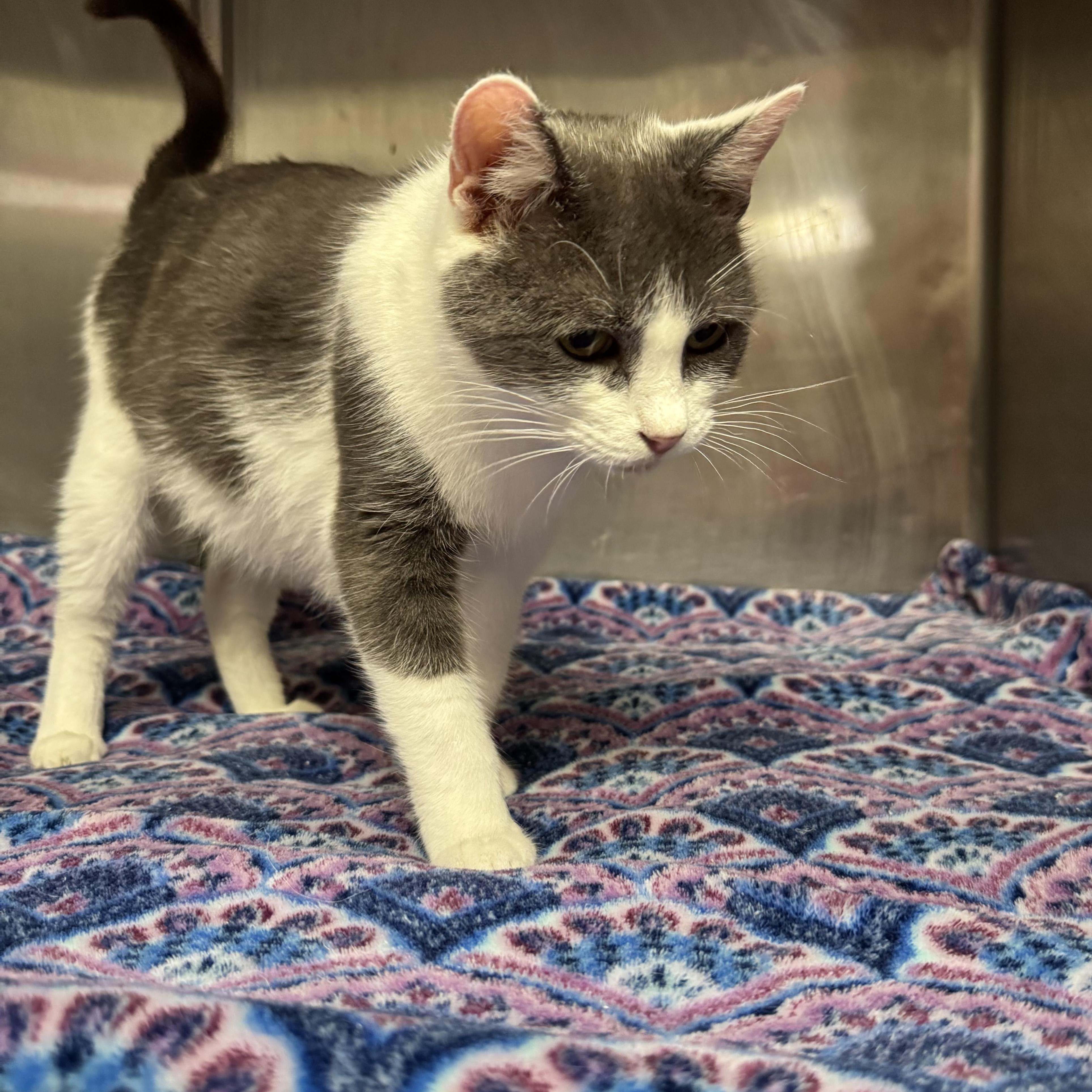 Mama Noodle (Coming Soon...), a Adoptable Domestic Short Hair in Acworth, GA image 4/6