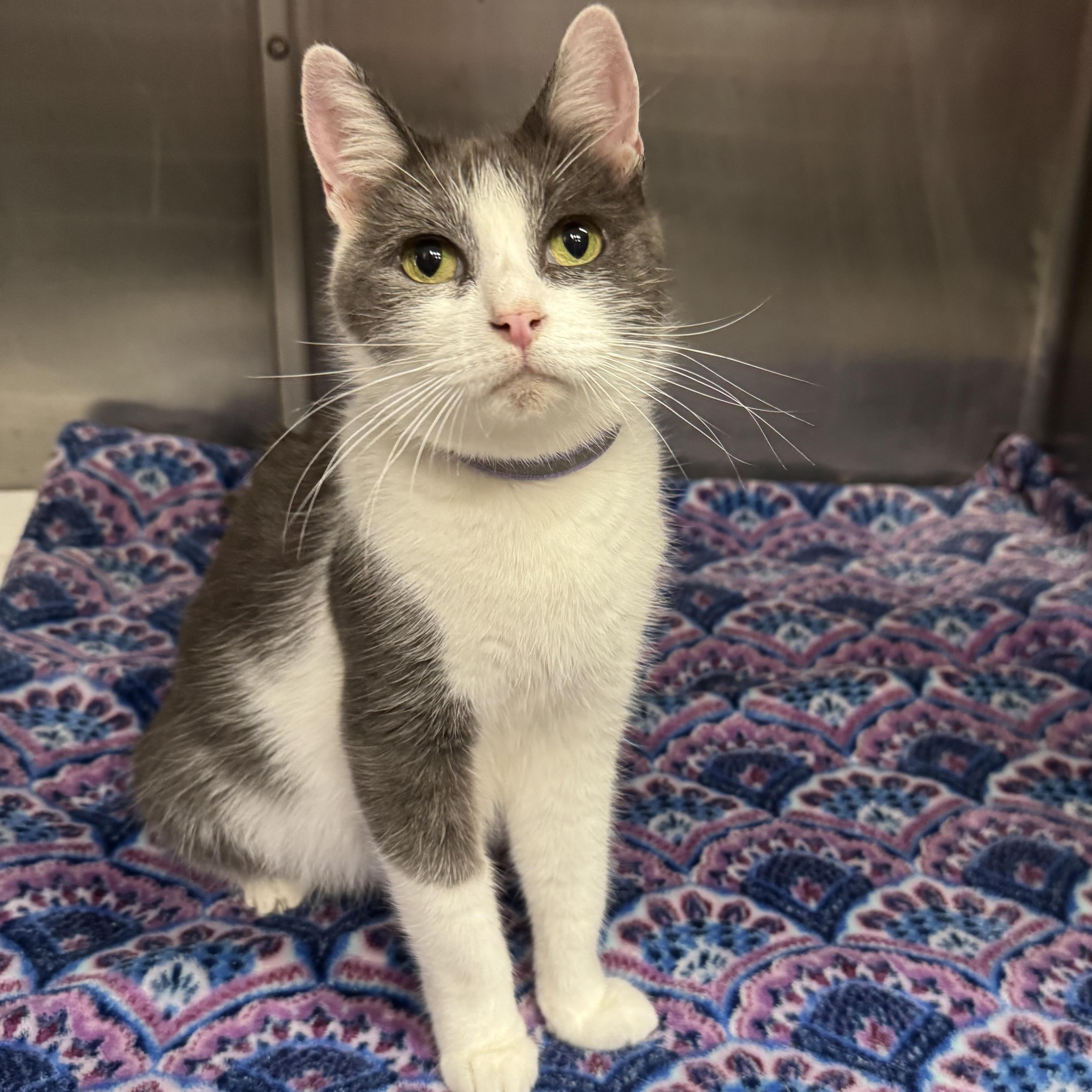 Mama Noodle (Coming Soon...), a Adoptable Domestic Short Hair in Acworth, GA image 2/6