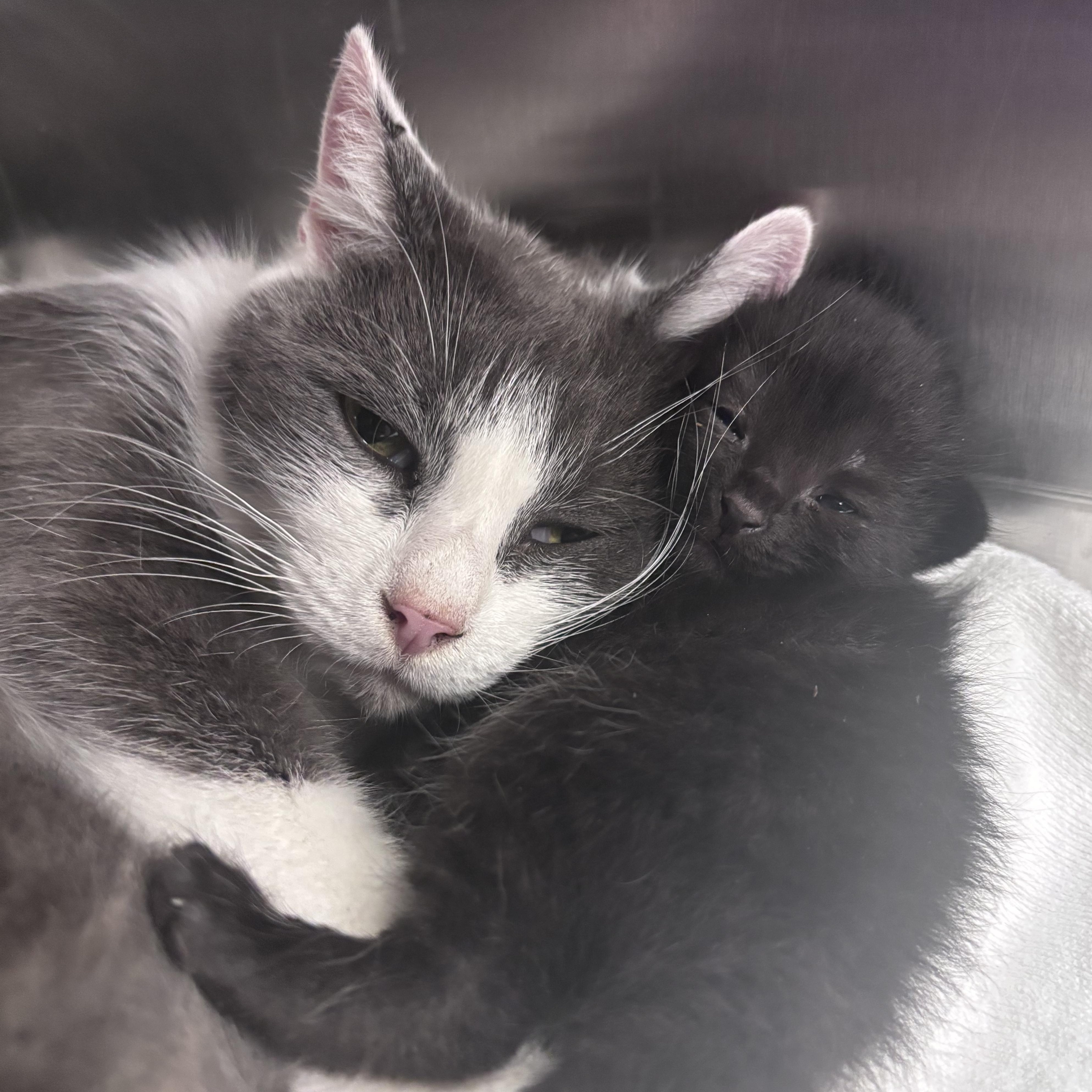 Mama Noodle (Coming Soon...), a Adoptable Domestic Short Hair in Acworth, GA image 5/6