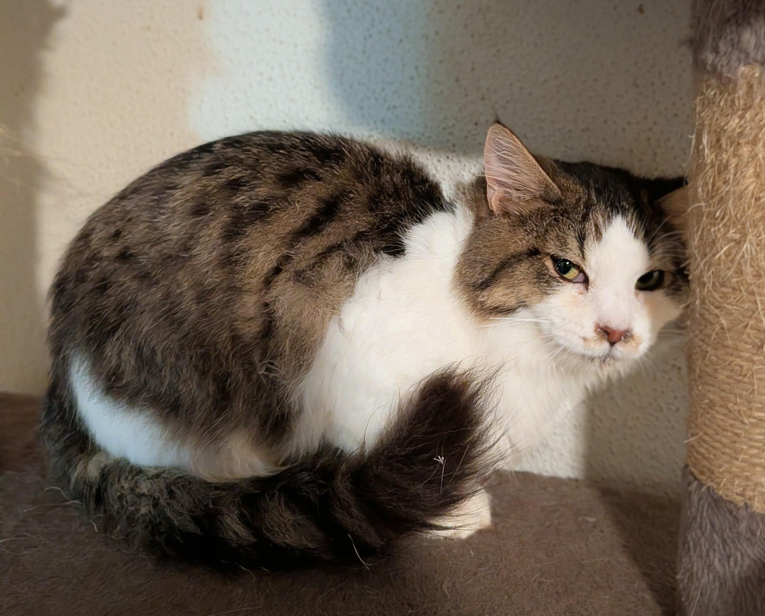 Bugsy, Adoptable, Young Male Domestic Medium Hair.