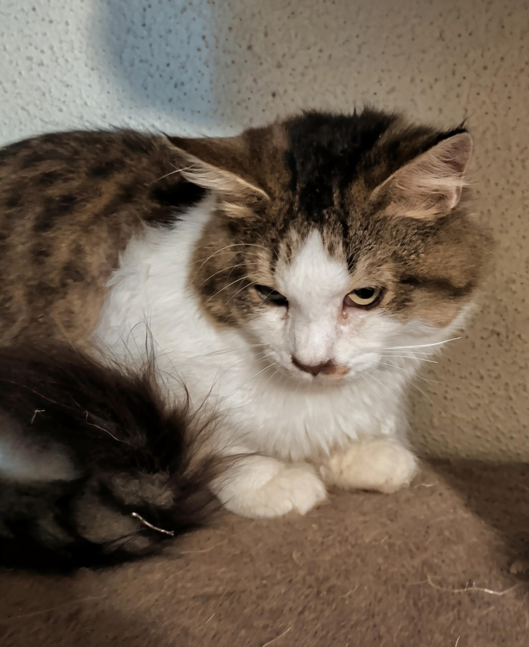 Bugsy, Adoptable, Young Male Domestic Medium Hair.