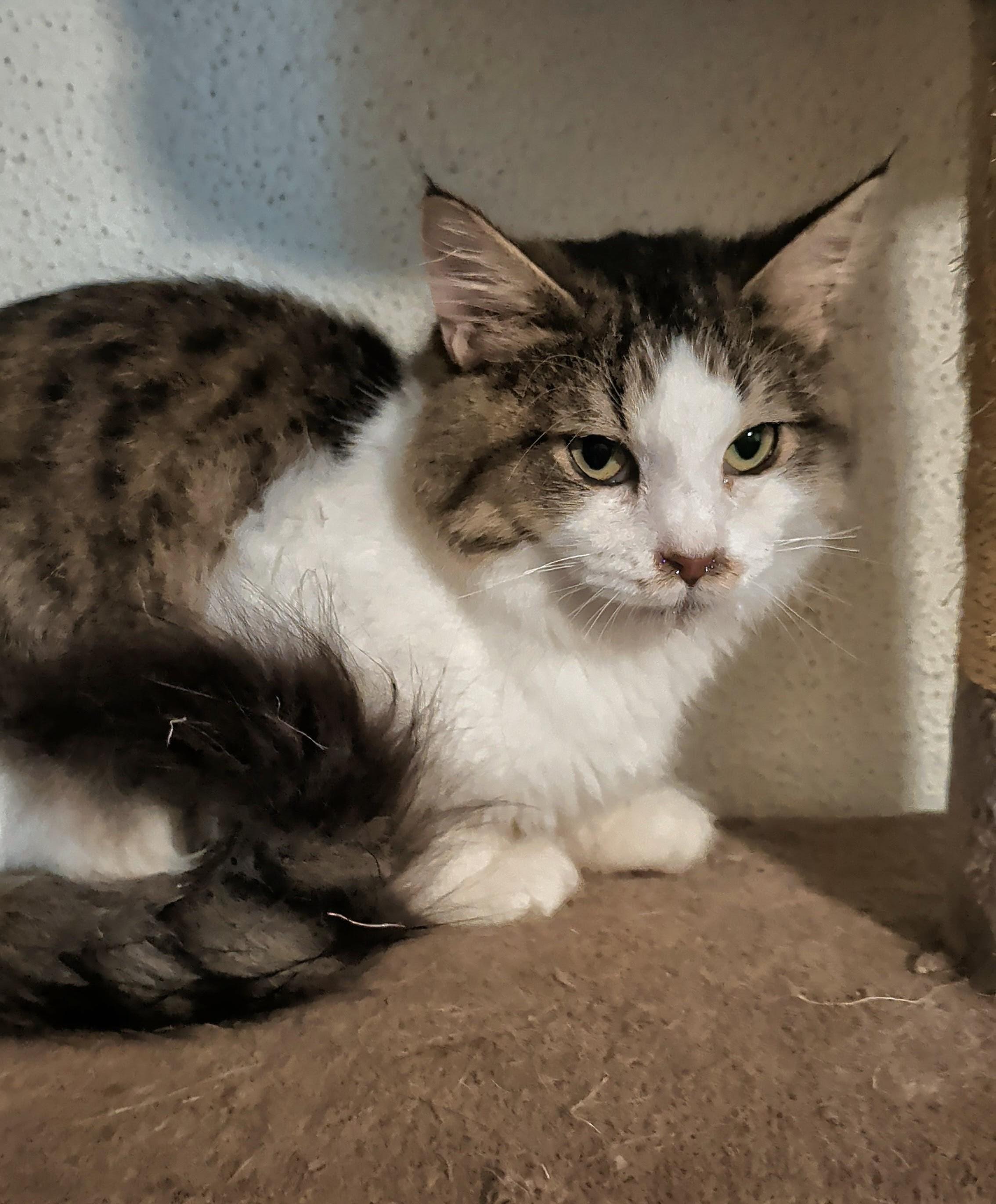 Bugsy, a Adoptable mixed breed in Brainerd, MN image 3/4