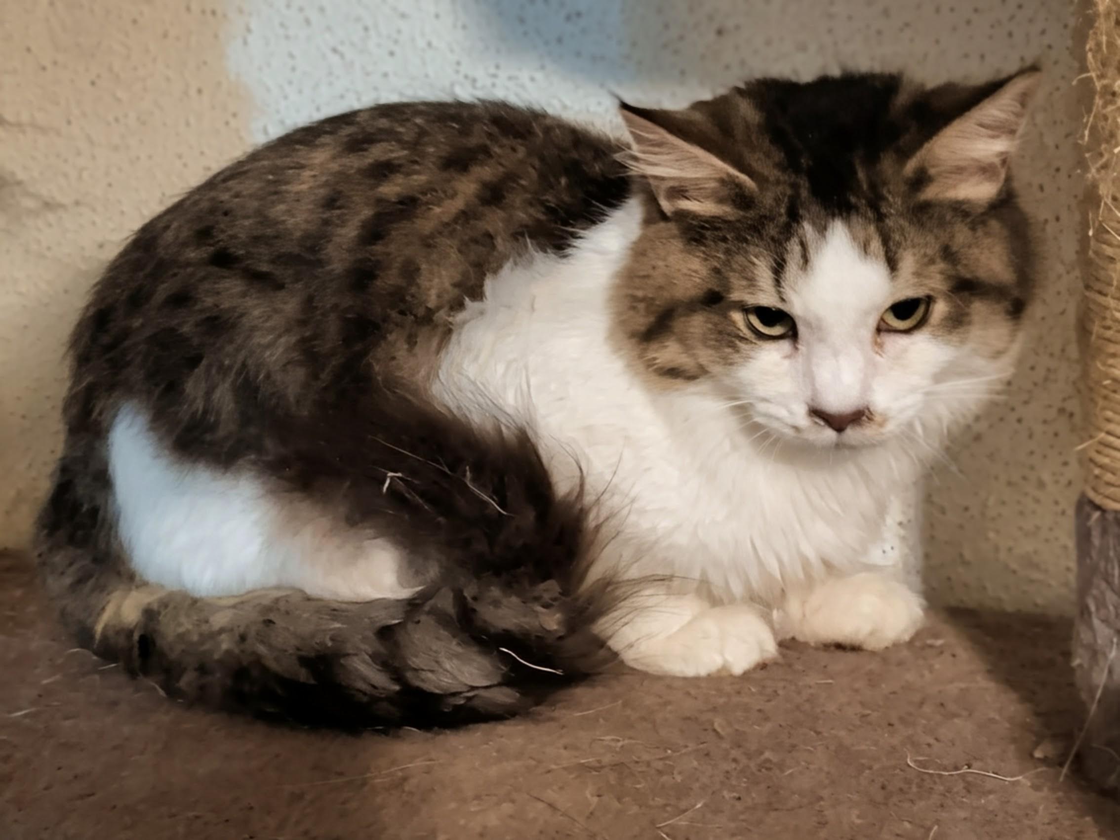 Bugsy, a Adoptable mixed breed in Brainerd, MN image 4/4