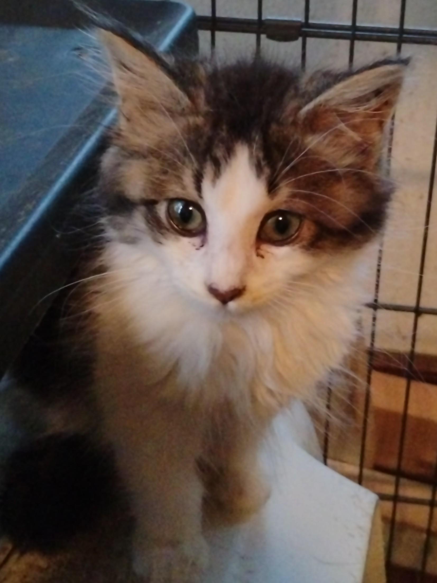 Junebug, an adoptable Domestic Long Hair in Brainerd, MN, 56401 | Photo Image 1