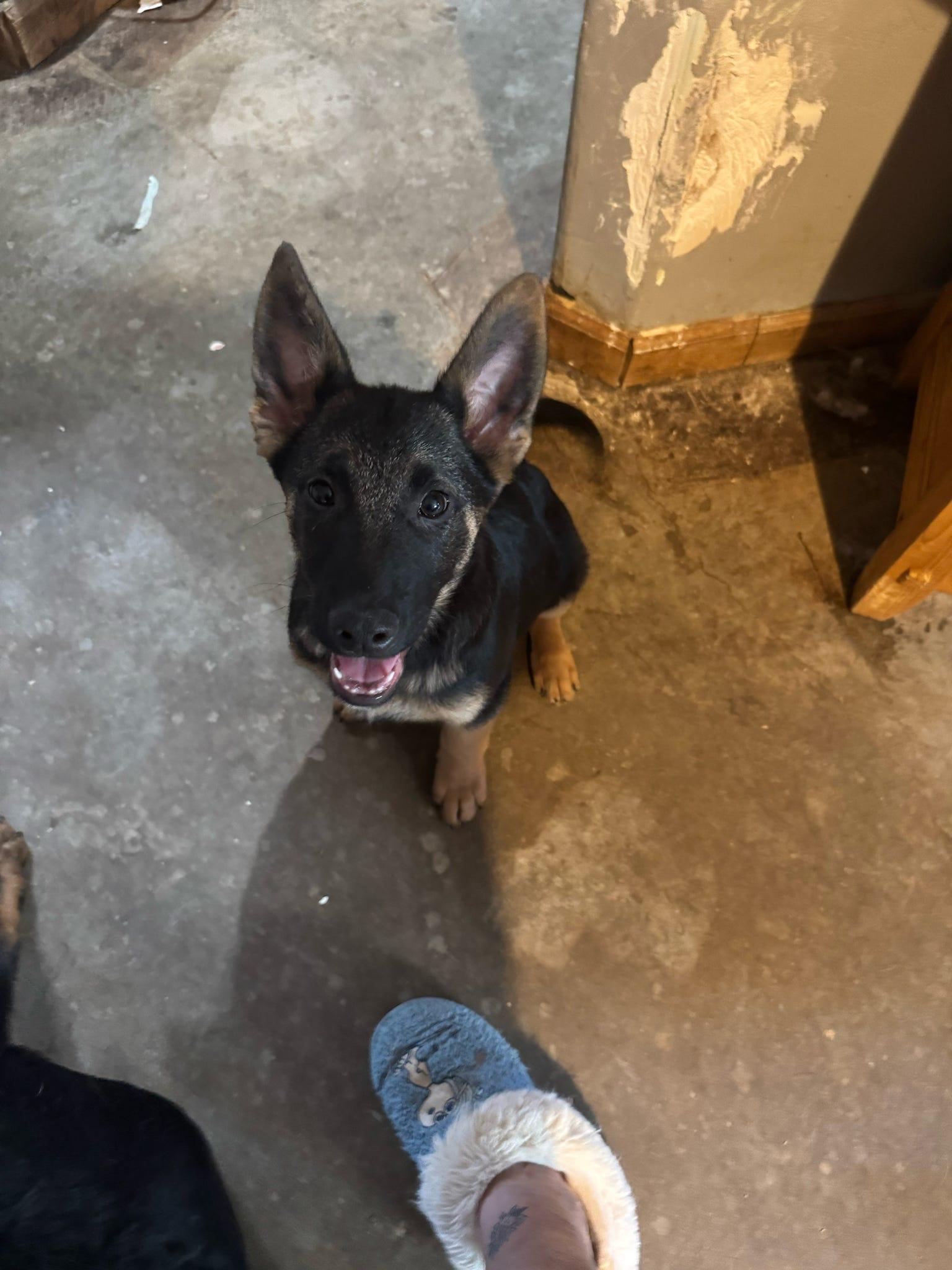 Enlarge Cerberus, a Adopted German Shepherd Dog in Tucson, AZ image 1/4