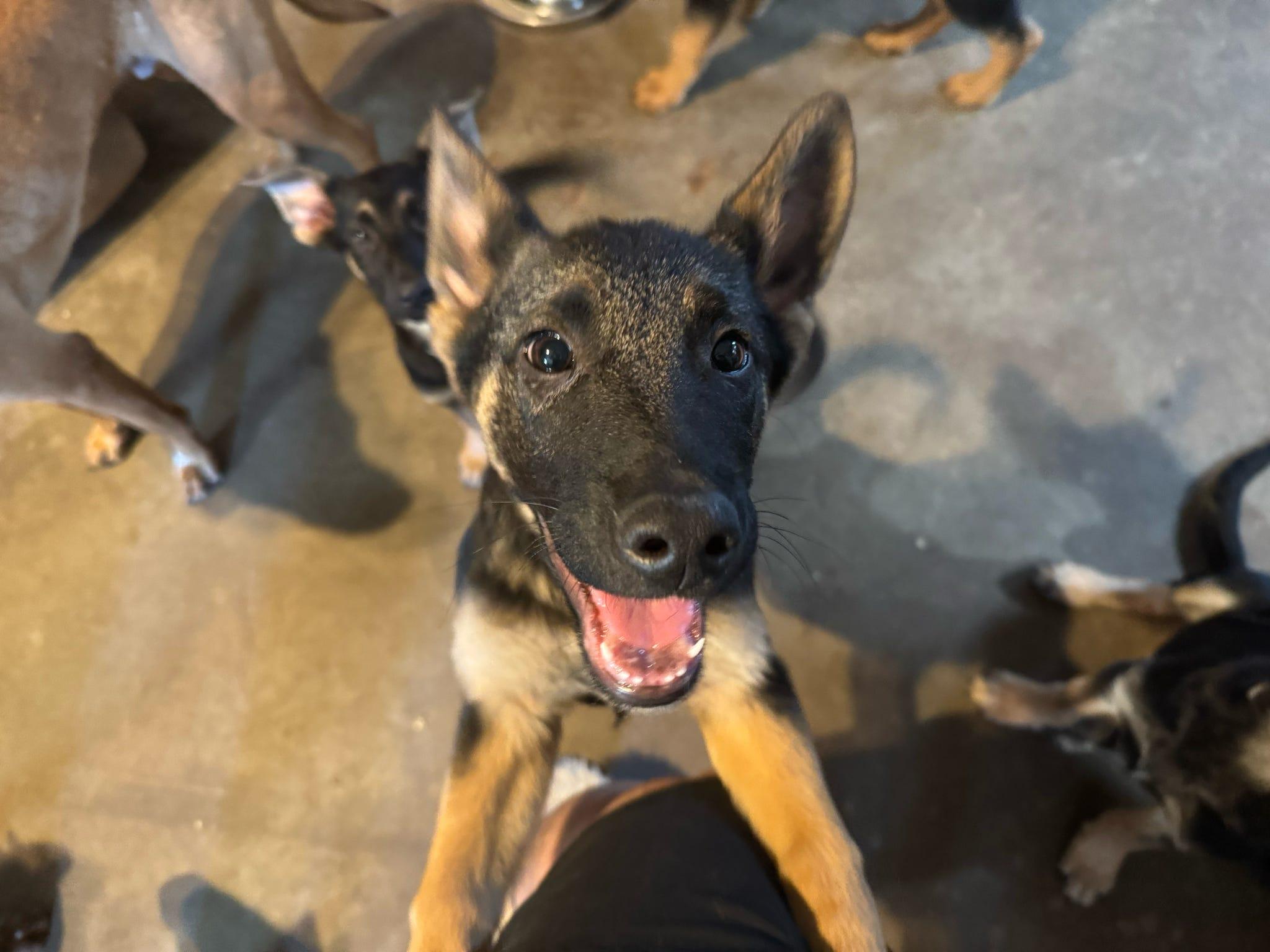 Enlarge Cerberus, a Adopted German Shepherd Dog in Tucson, AZ image 2/4