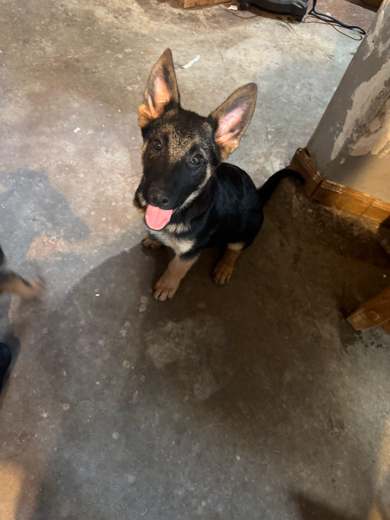 Enlarge Cerberus, a Adopted German Shepherd Dog in Tucson, AZ image 3/4