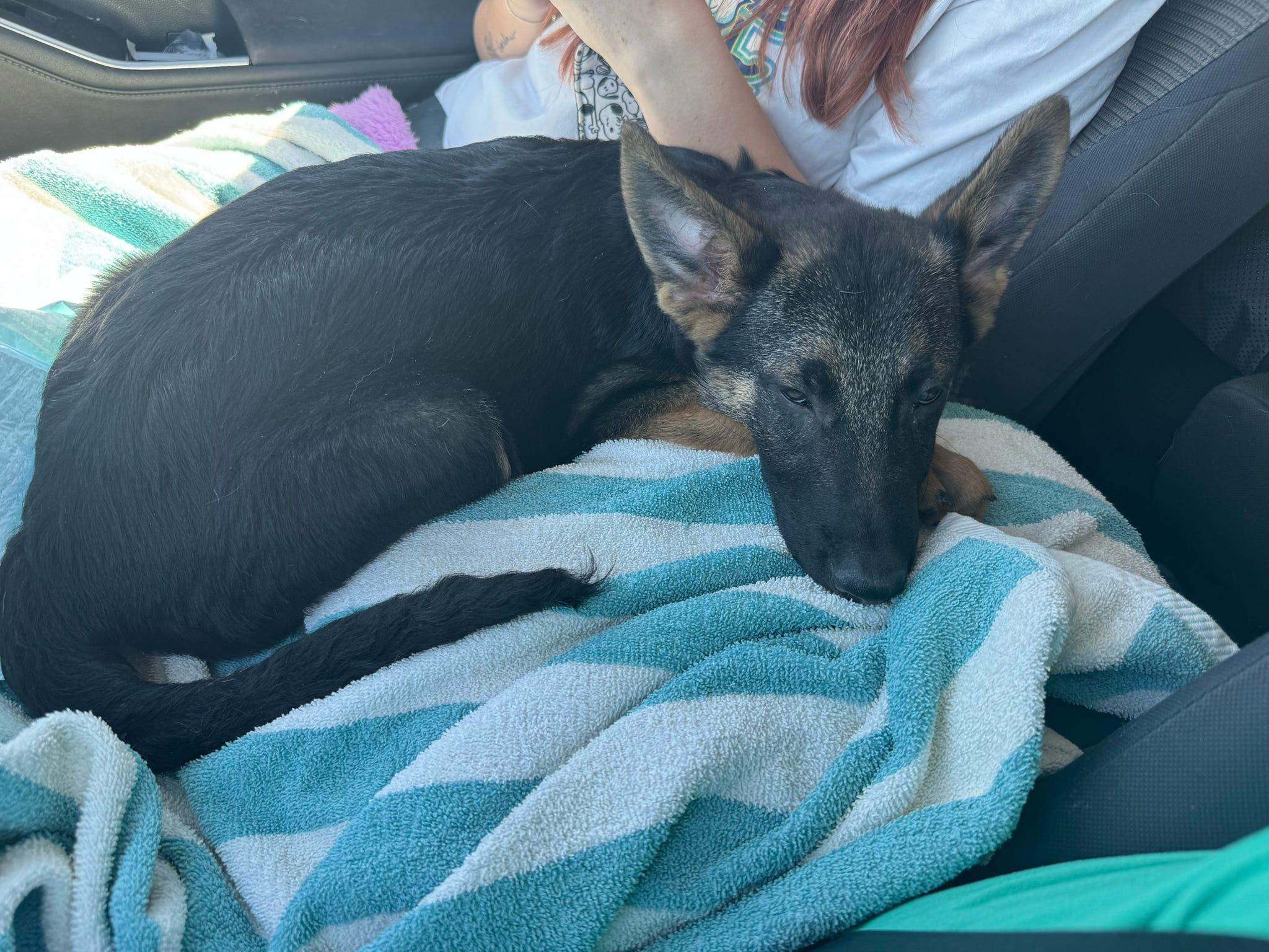 Enlarge Cerberus, a Adopted German Shepherd Dog in Tucson, AZ image 4/4