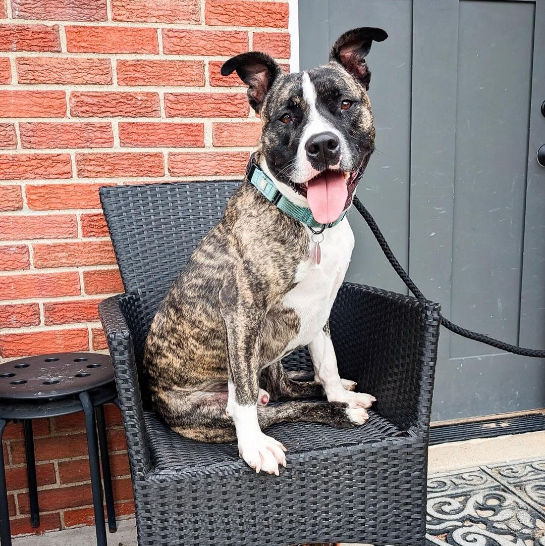 Enlarge Spencer, a Adoptable Pit Bull Terrier in Detroit, MI image 2/6