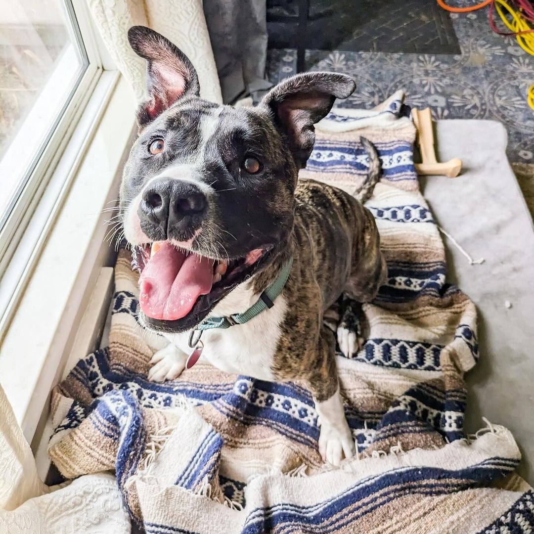 Enlarge Spencer, a Adoptable Pit Bull Terrier in Detroit, MI image 5/6