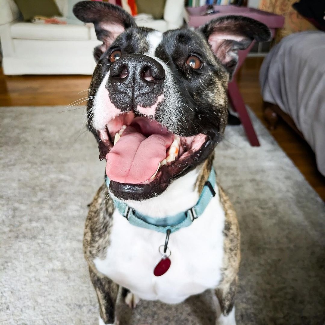 Enlarge Spencer, a Adoptable Pit Bull Terrier in Detroit, MI image 3/6