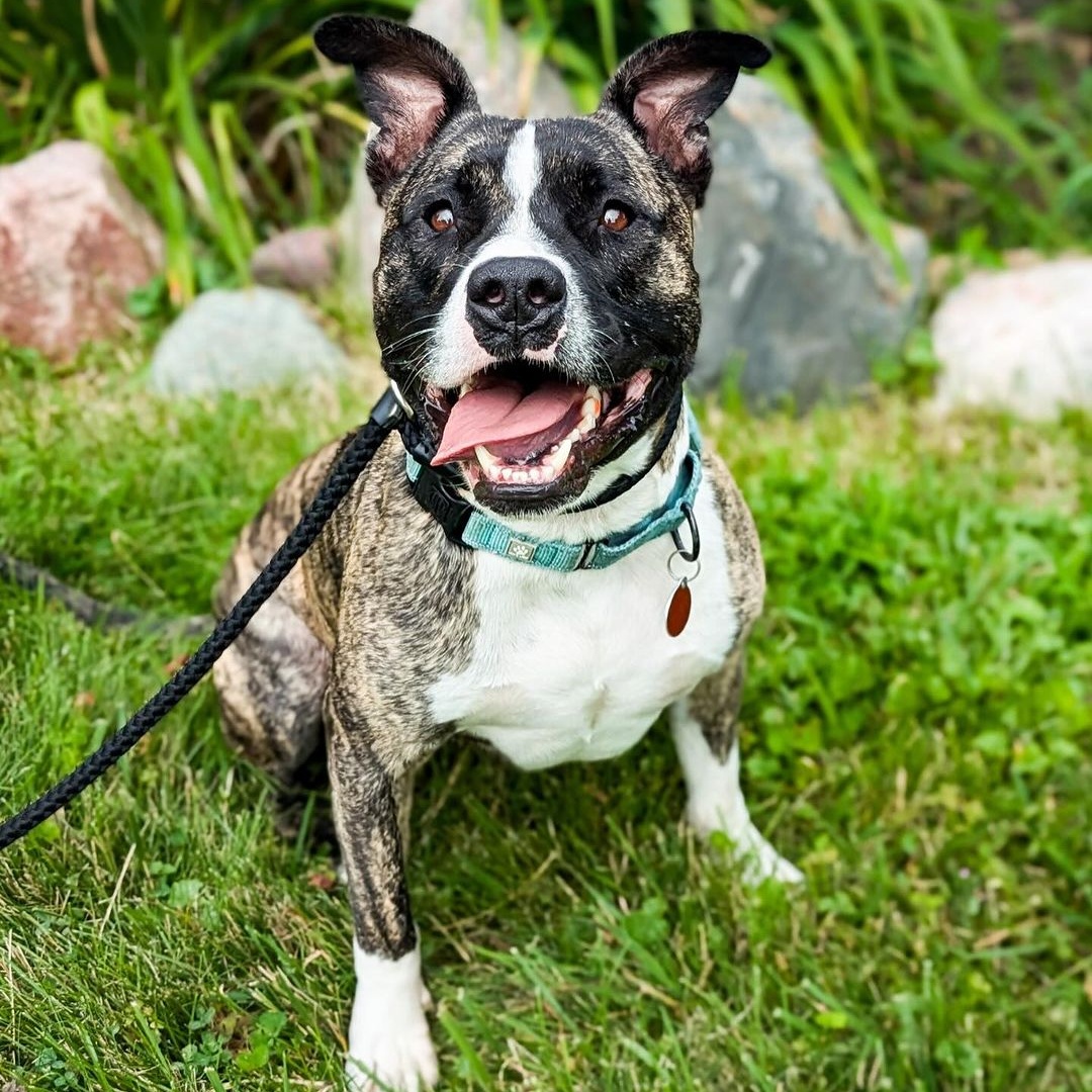 Enlarge Spencer, a Adoptable Pit Bull Terrier in Detroit, MI image 6/6