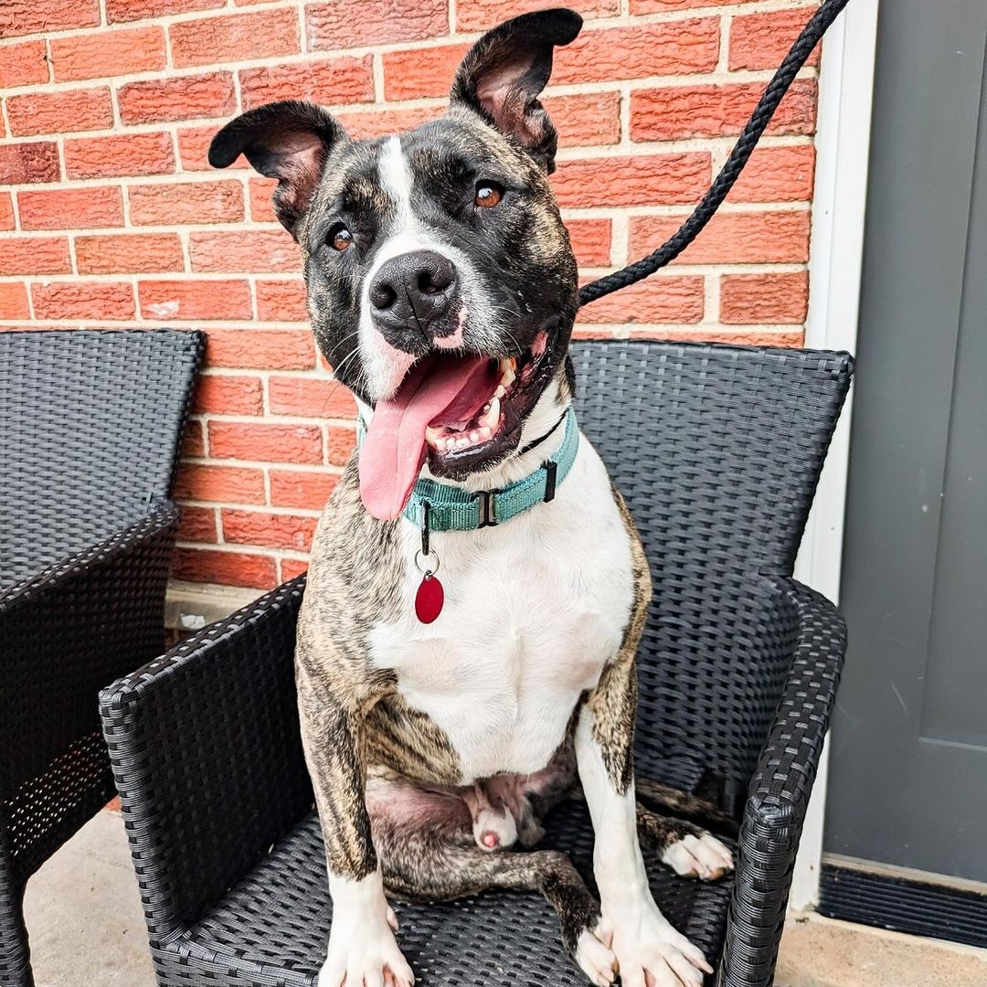 Spencer, Adoptable, Young Male Pit Bull Terrier.