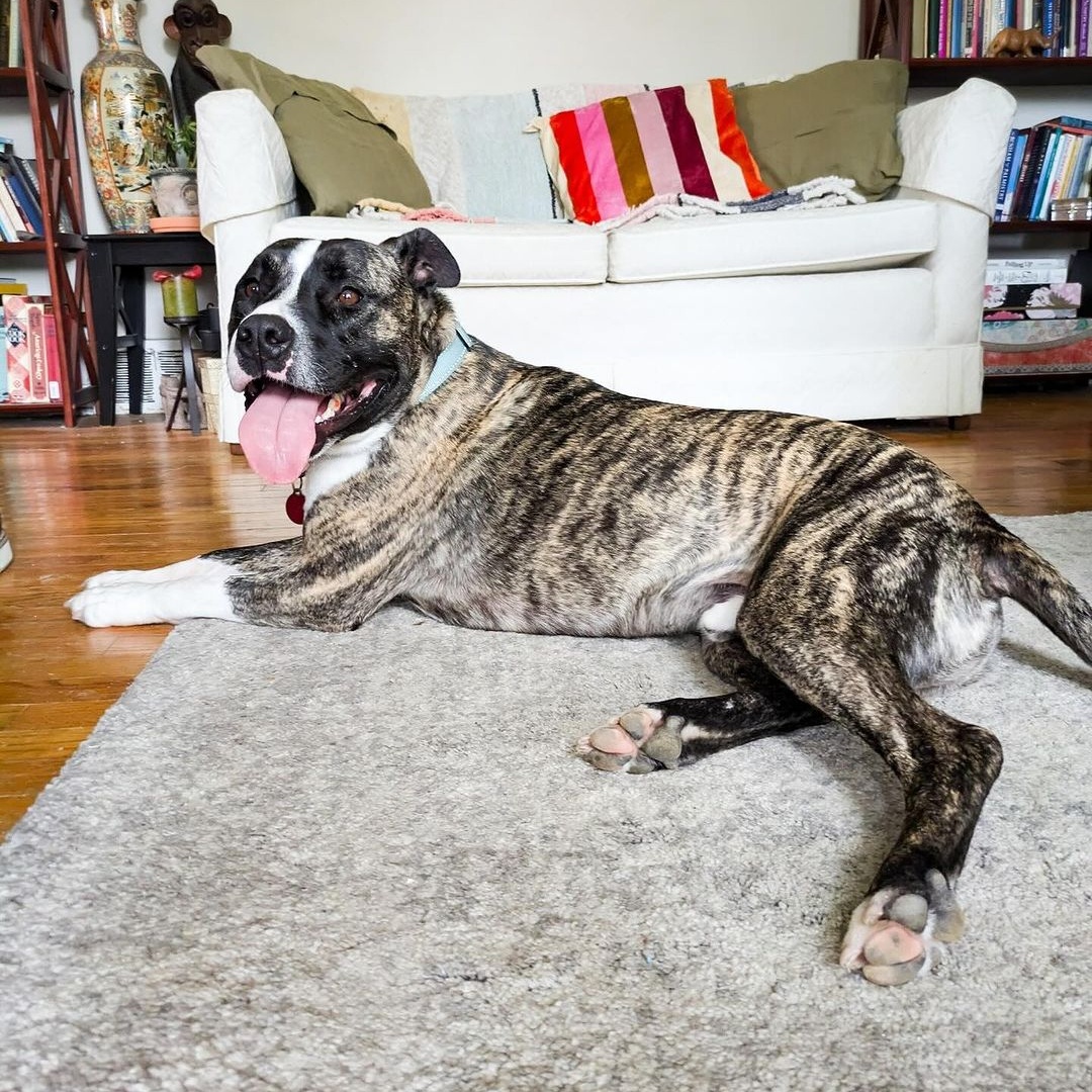 Enlarge Spencer, a Adoptable Pit Bull Terrier in Detroit, MI image 4/6