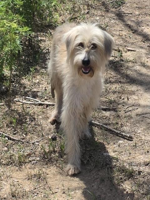 MELISSA, Adoptable, Young Female Sheep Dog & Mixed Breed.
