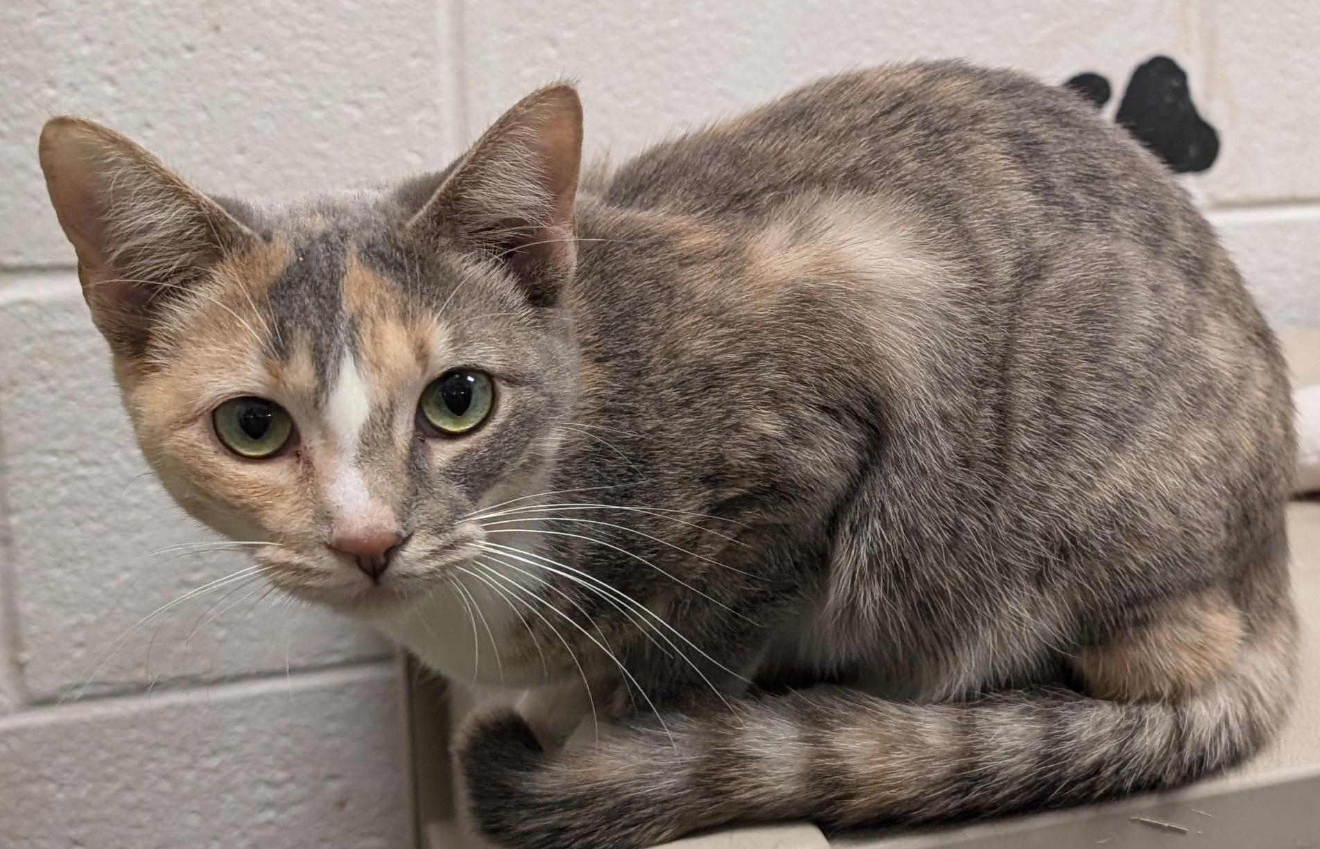 Enlarge Jenna, a Adoptable Domestic Short Hair in Smithfield, NC image 5/6