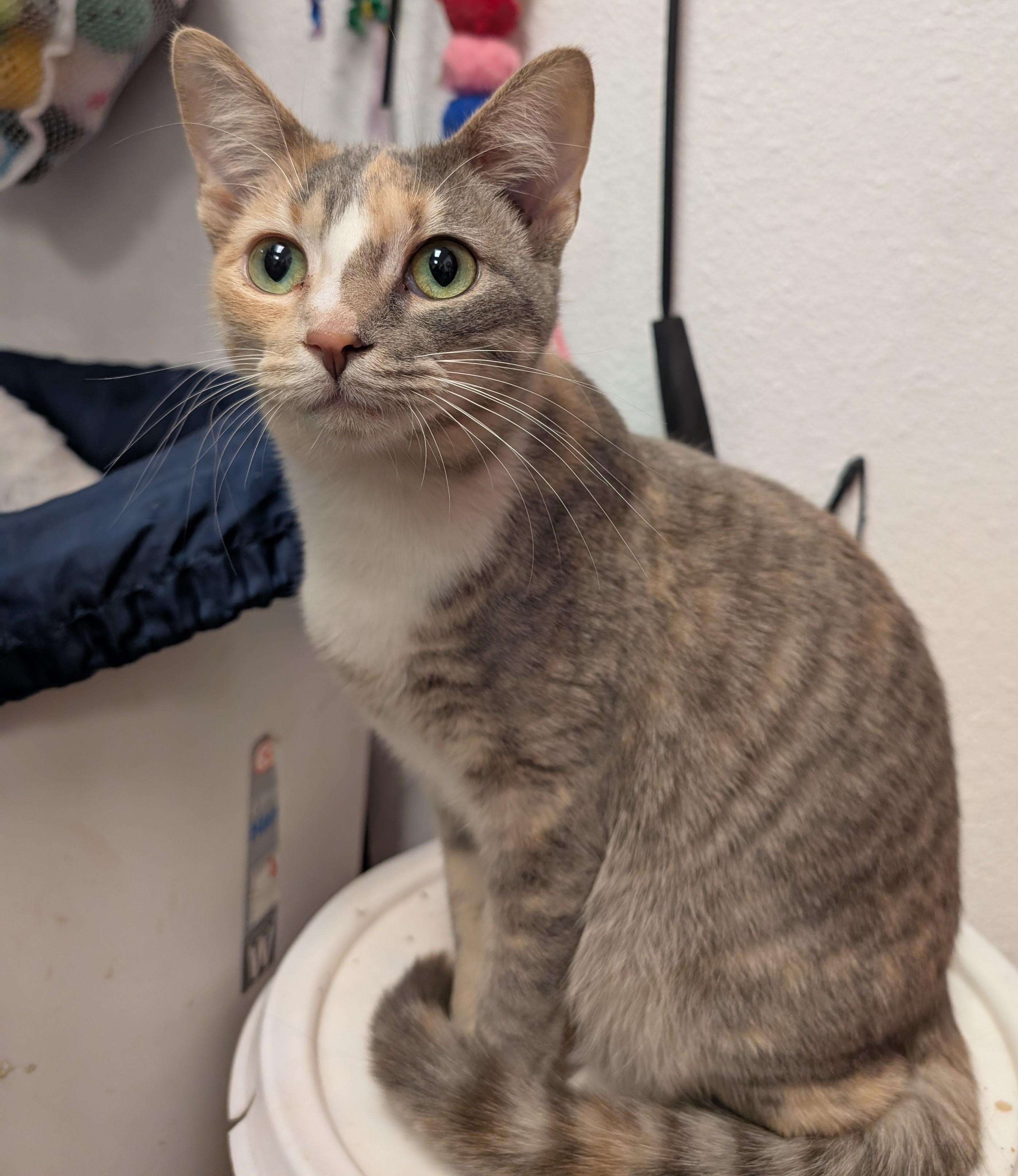 Enlarge Jenna, a Adoptable Domestic Short Hair in Smithfield, NC image 4/6