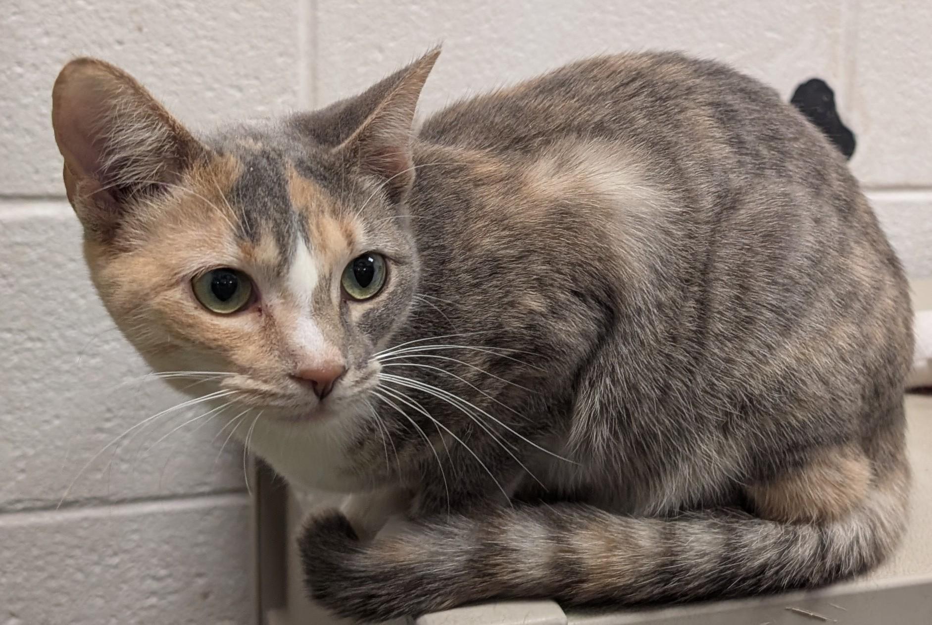 Enlarge Jenna, a Adoptable Domestic Short Hair in Smithfield, NC image 6/6