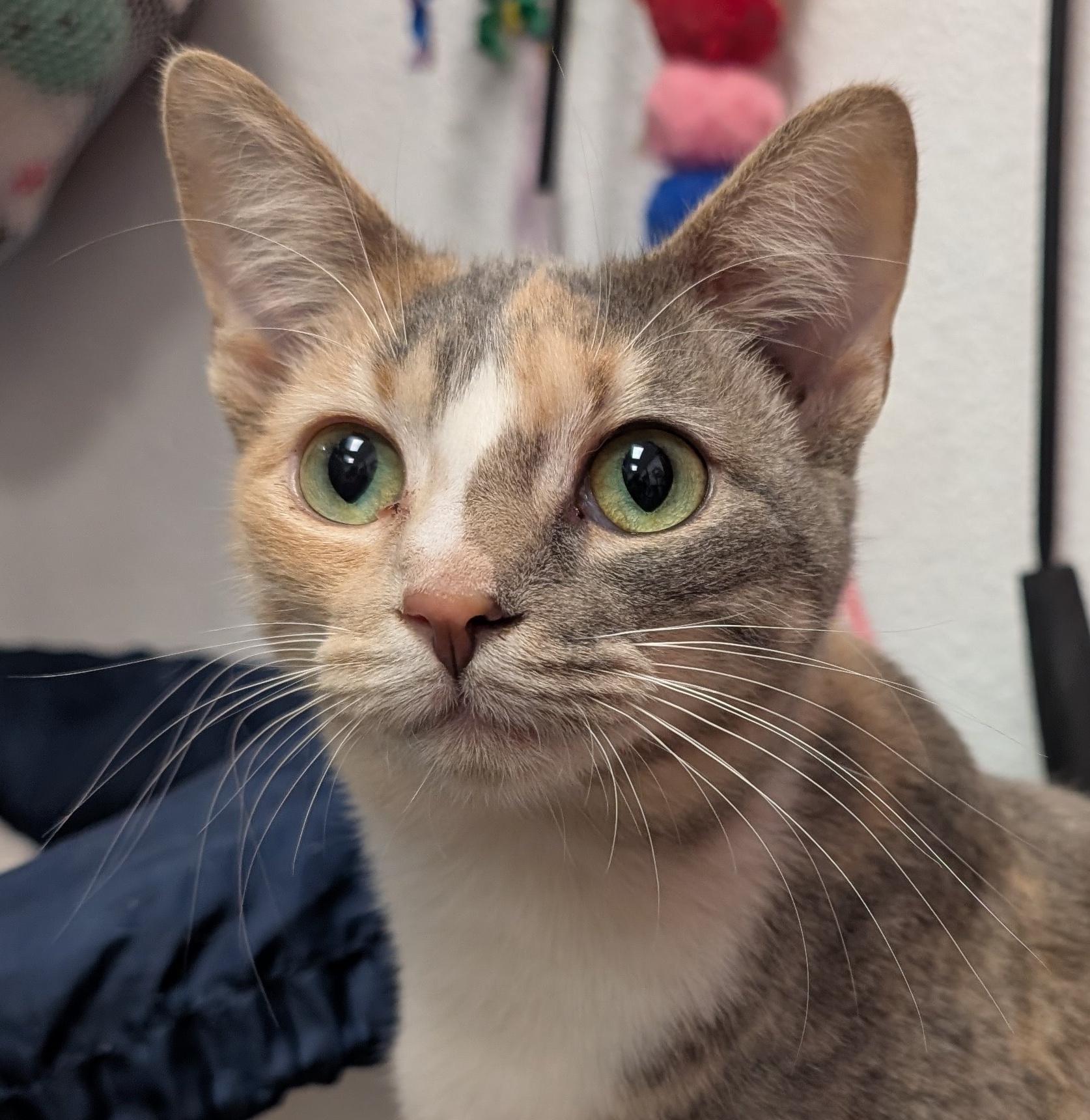 Enlarge Jenna, a Adoptable Domestic Short Hair in Smithfield, NC image 1/6