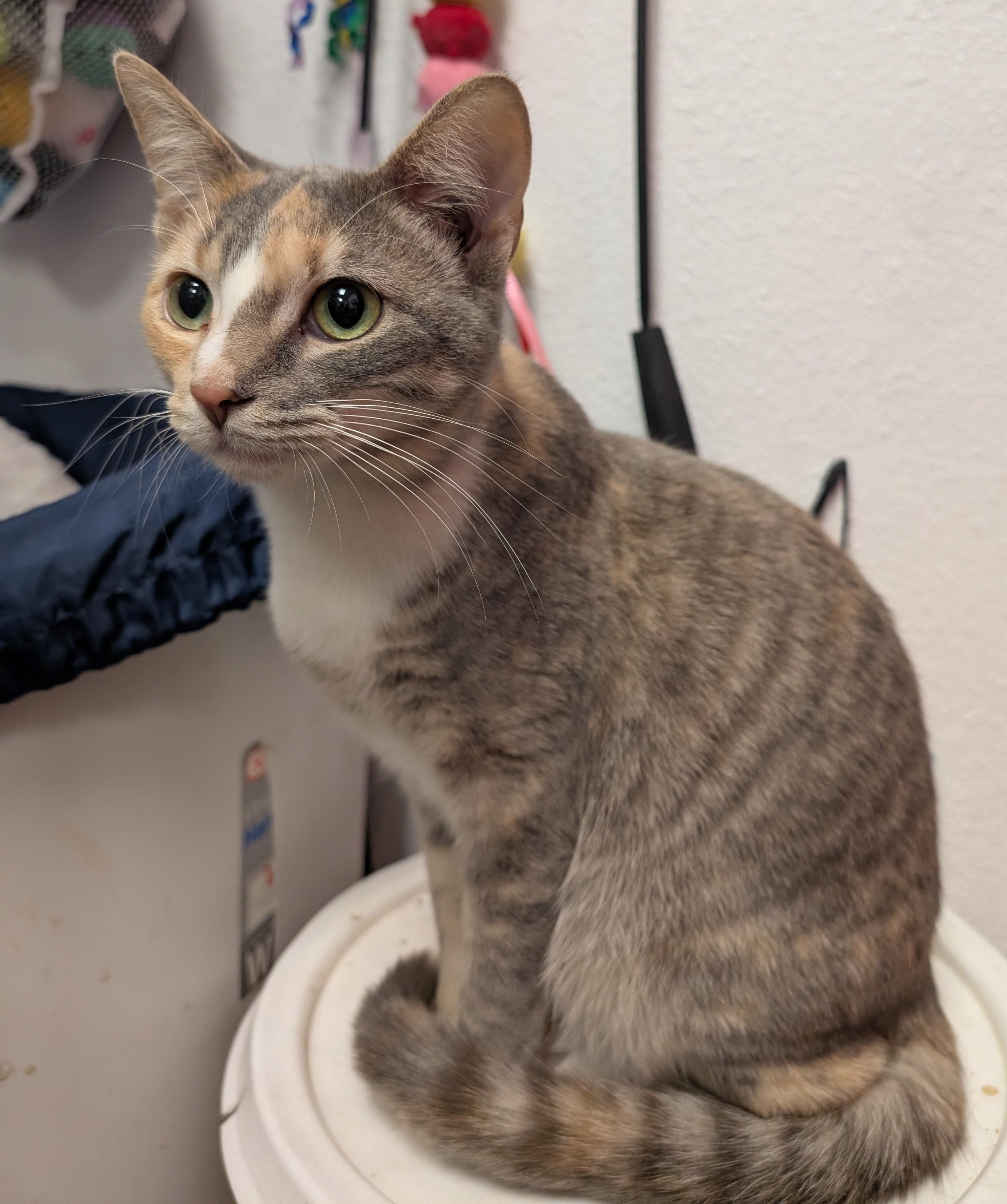 Enlarge Jenna, a Adoptable Domestic Short Hair in Smithfield, NC image 3/6