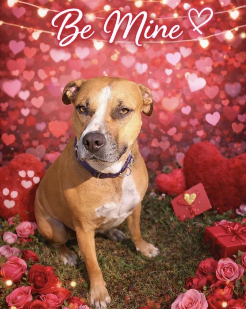 Maizie, a ADOPTABLE mixed breed in Philadelphia, PA image 1/6