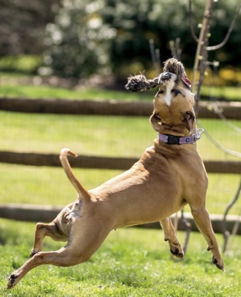 Maizie, a ADOPTABLE mixed breed in Philadelphia, PA image 2/6