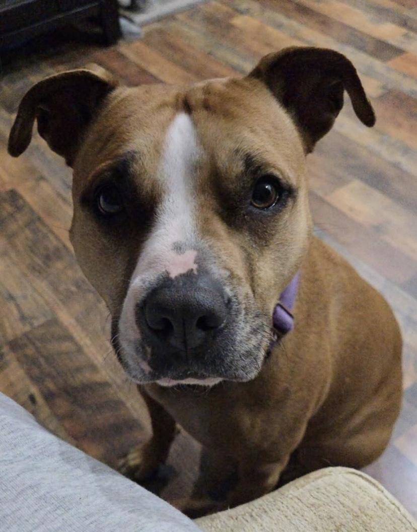 Maizie, a ADOPTABLE mixed breed in Philadelphia, PA image 4/6