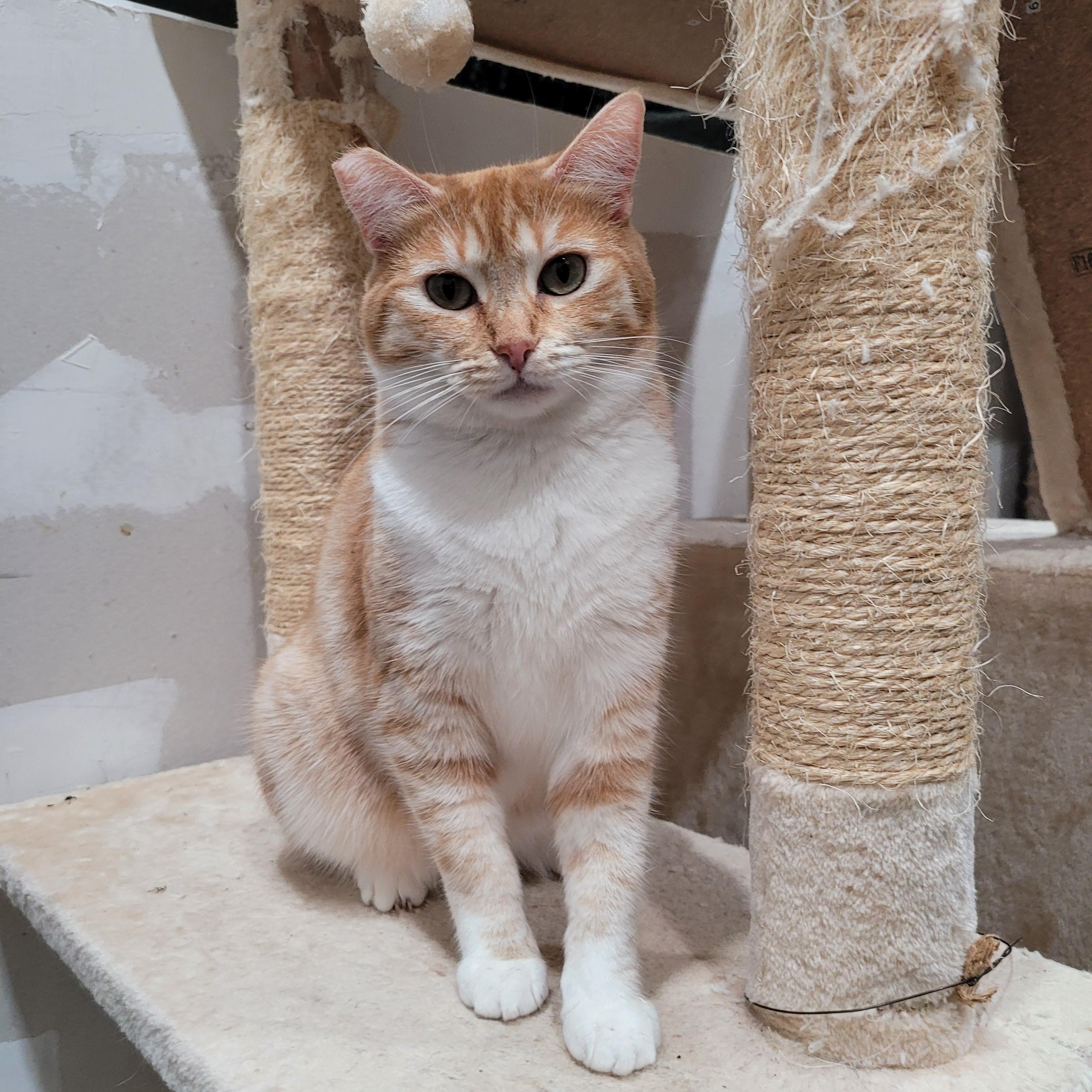 Penny, Adoptable, Young Female Domestic Short Hair & Tabby.