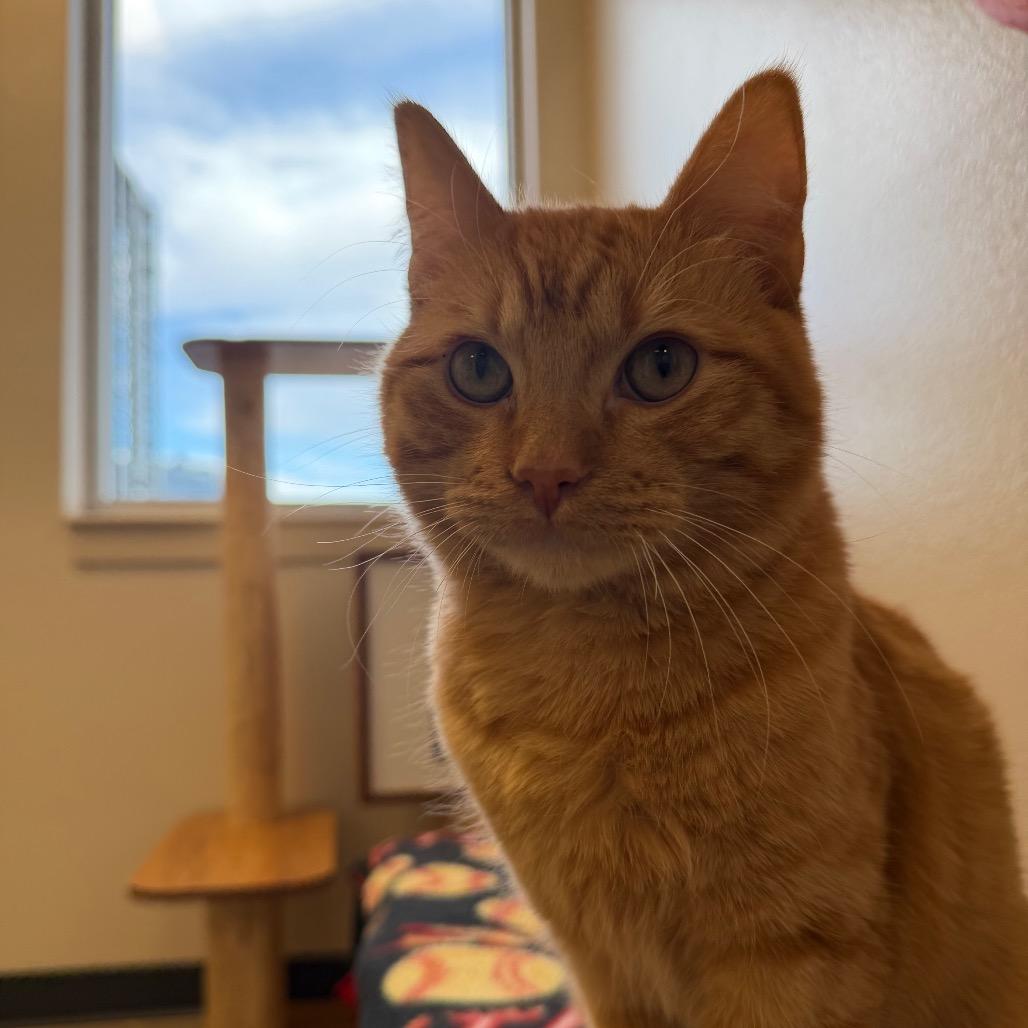 Enlarge Red, a Adoptable Domestic Short Hair in Cody, WY image 1/3