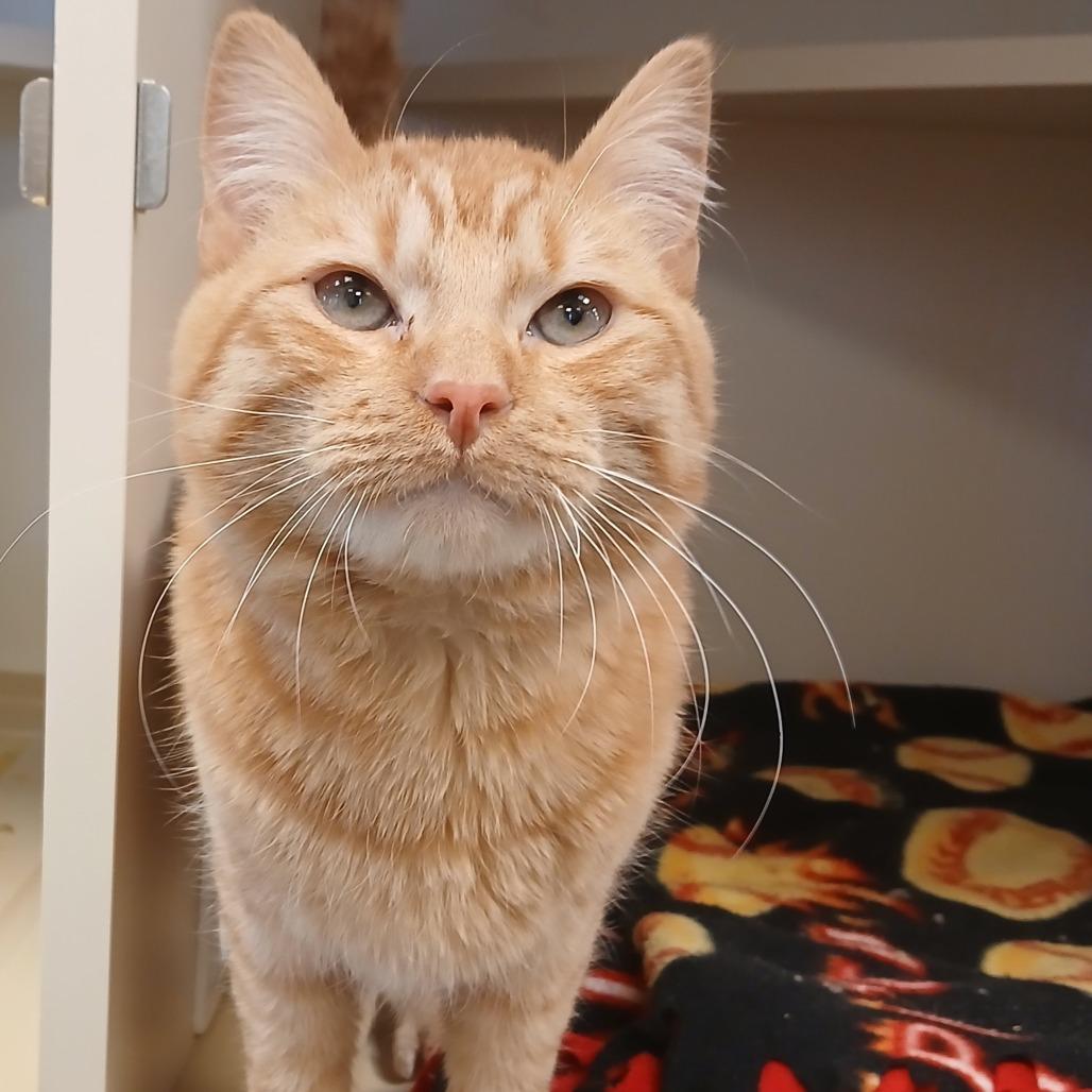 Red, Adoptable, Young Male Domestic Short Hair.
