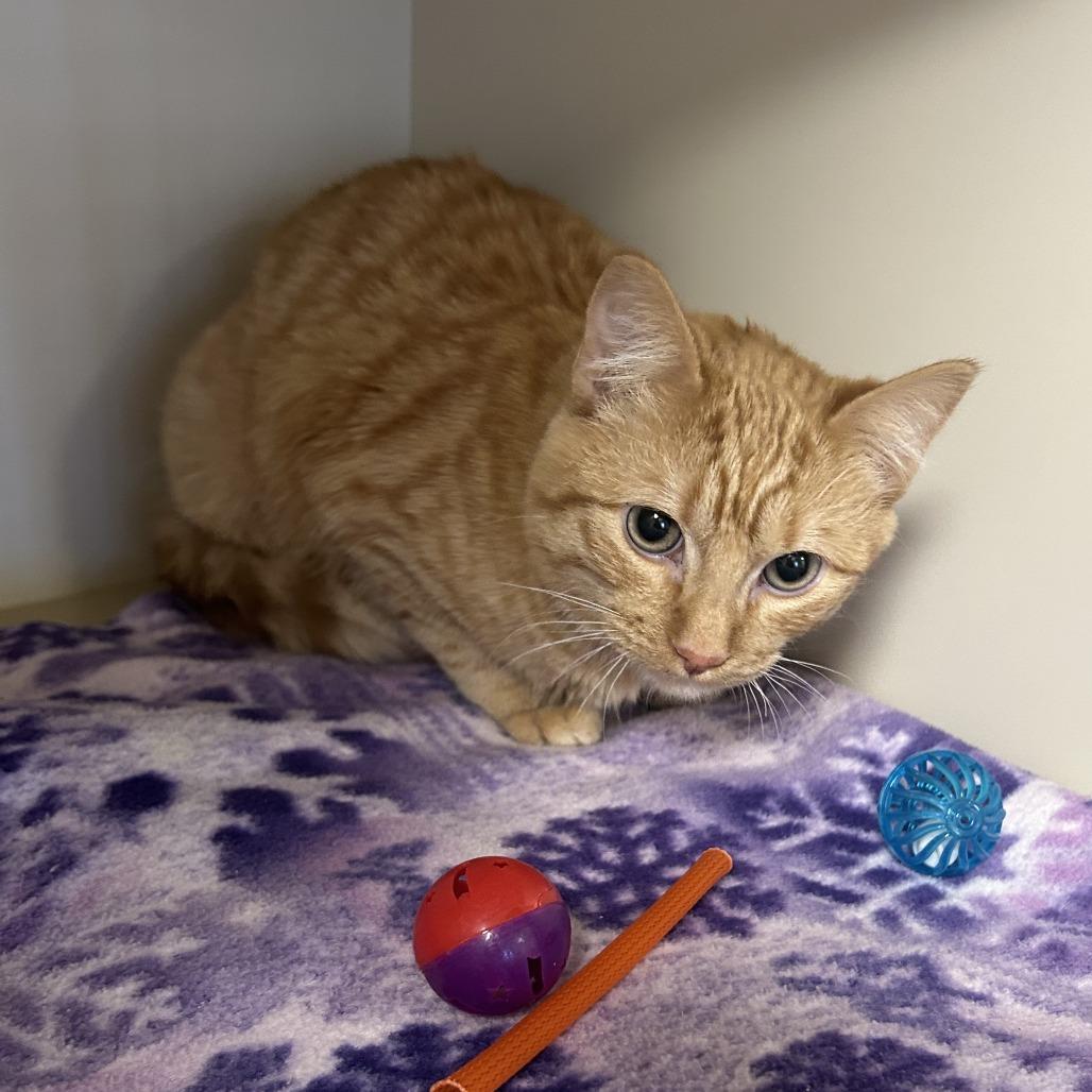 Red, a Adoptable Domestic Short Hair in Cody, WY image 2/2