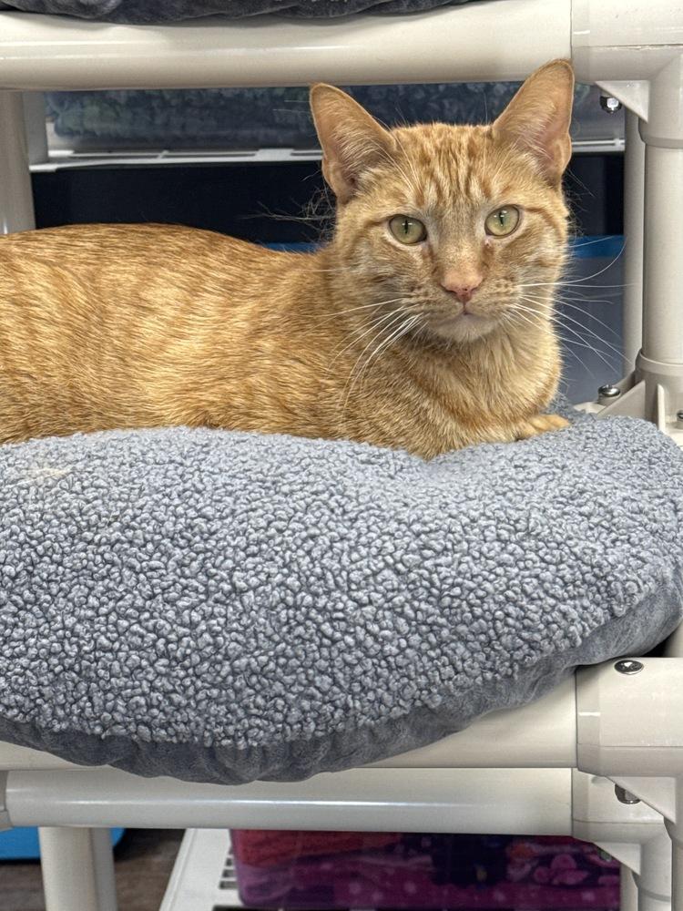 Enlarge Cork, a Adoptable Domestic Short Hair in Milltown, NJ image 1/2