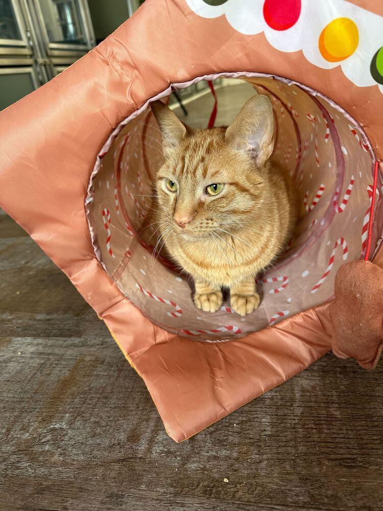 Enlarge Cork, a Adoptable Domestic Short Hair in Milltown, NJ image 2/2