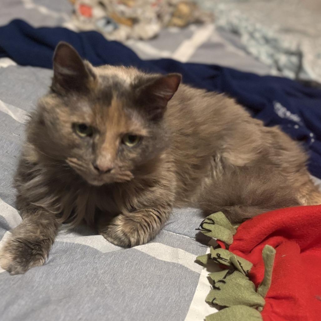 Enlarge Kosher, a Adoptable Domestic Medium Hair in Springfield, IL image 1/2