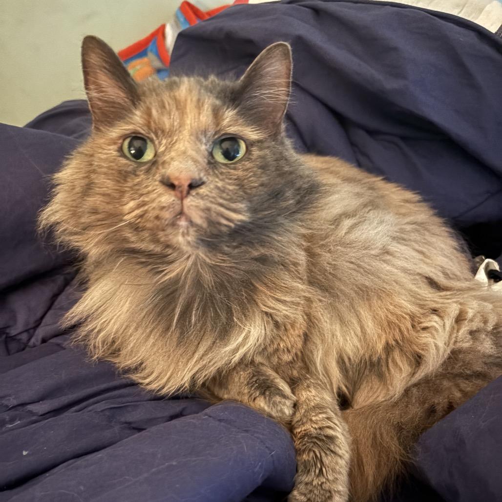 Enlarge Kosher, a Adoptable Domestic Medium Hair in Springfield, IL image 2/2